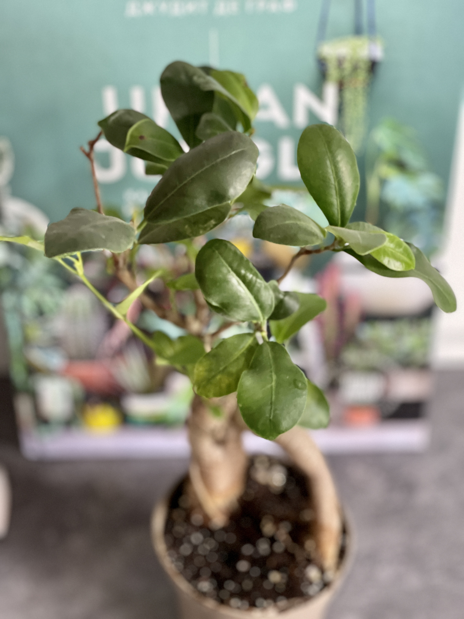 Бонсай Фикус Микрокарпа (Ficus Microcarpa) D9см УЦЕНКА