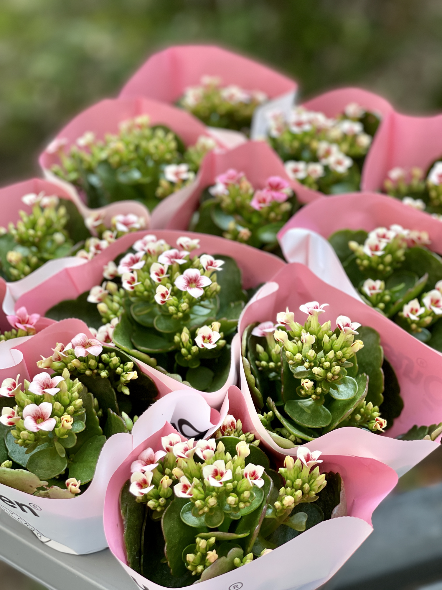 Каланхоэ Розалина Розовая Мэджик (Kalanchoe Rosalina Pink Magic) D6см