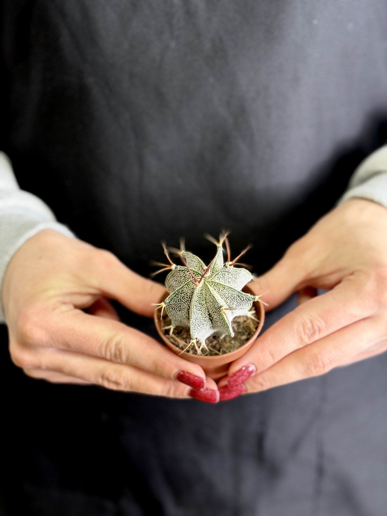 Астрофитум Орнатум (Astrophytum Ornatum) D5см
