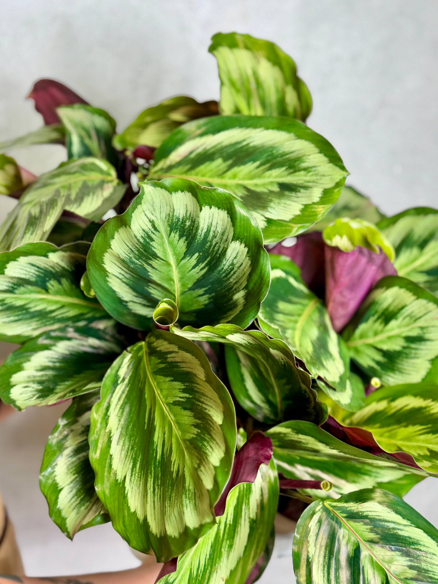 Калатея Марион Шайнстар (Calathea Marion Shinestar) D14см