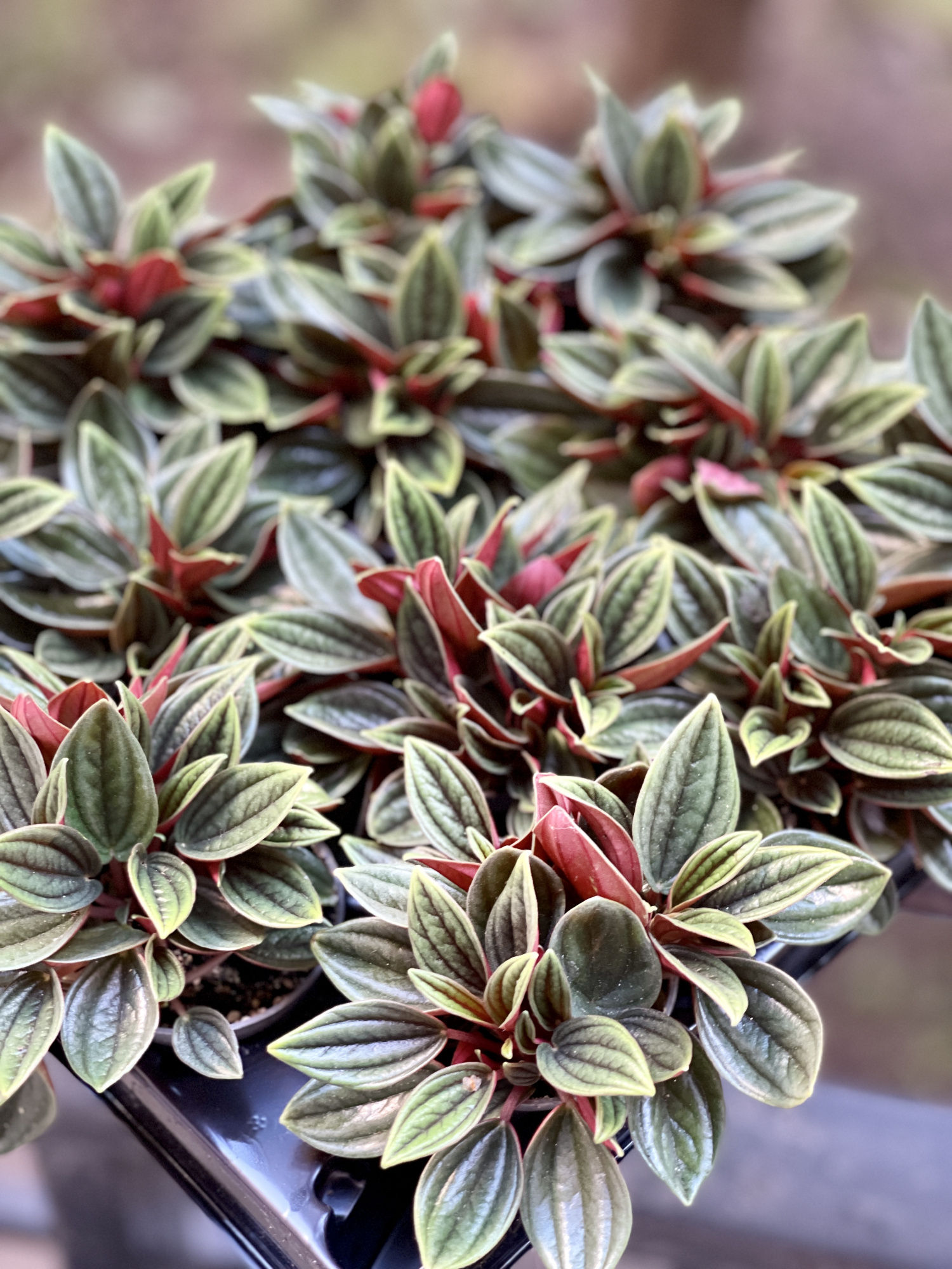 Пеперомия Россо (Peperomia Rosso) D5см