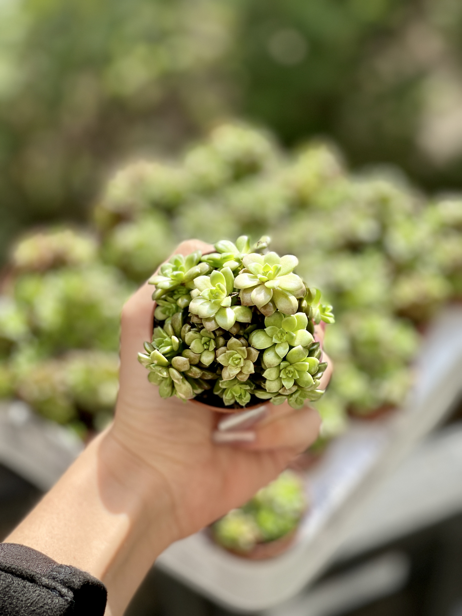 Граптоседум Литтл Джимми (Graptosedum Little Gimmie) D5см