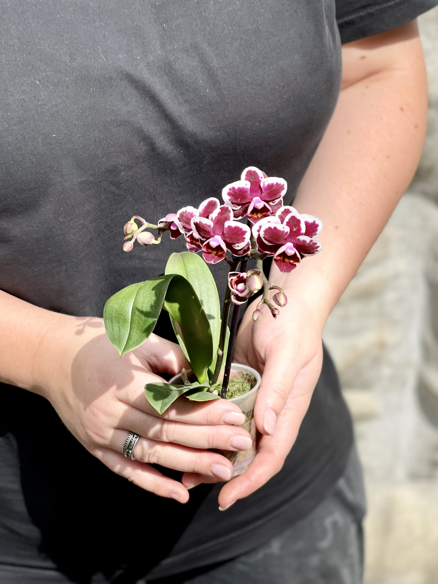 Орхидея Фаленопсис Бордовая Пестрая (Phalaenopsis Multiflora) D6см