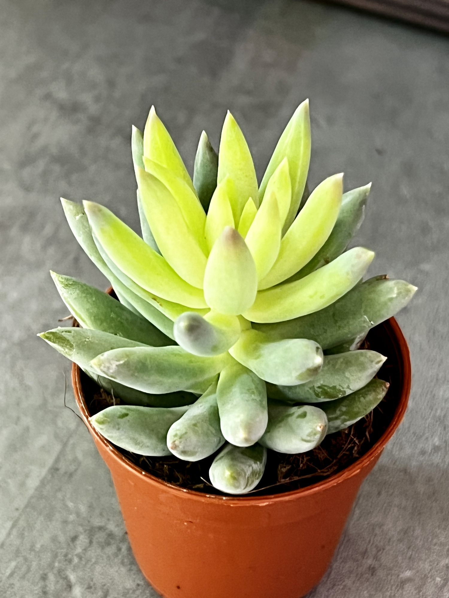 Седум Моргана Магнум (Sedum Morganianum) D5см