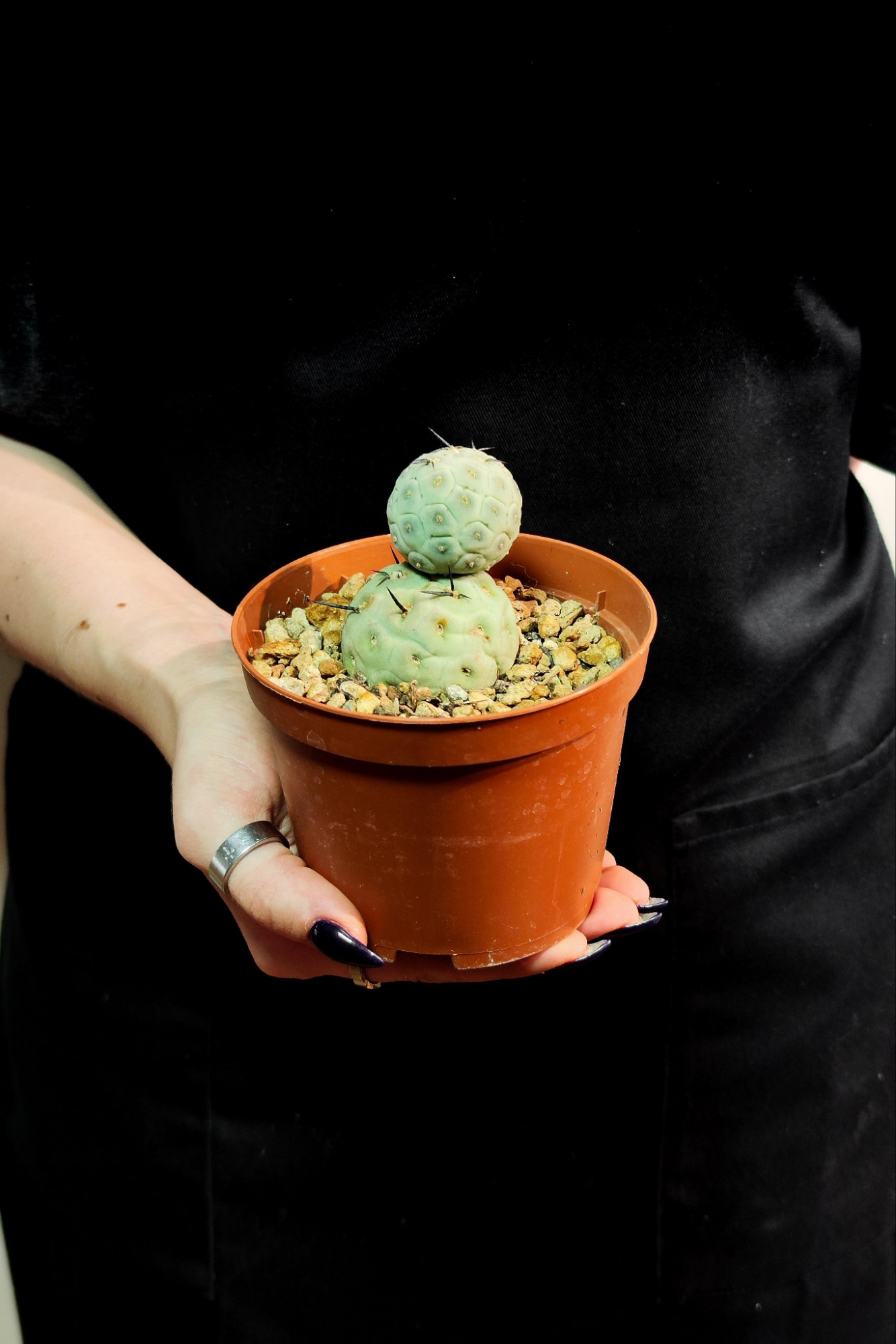 Тефрокактус Геометрический (Tephrocactus Geometricus) D10см