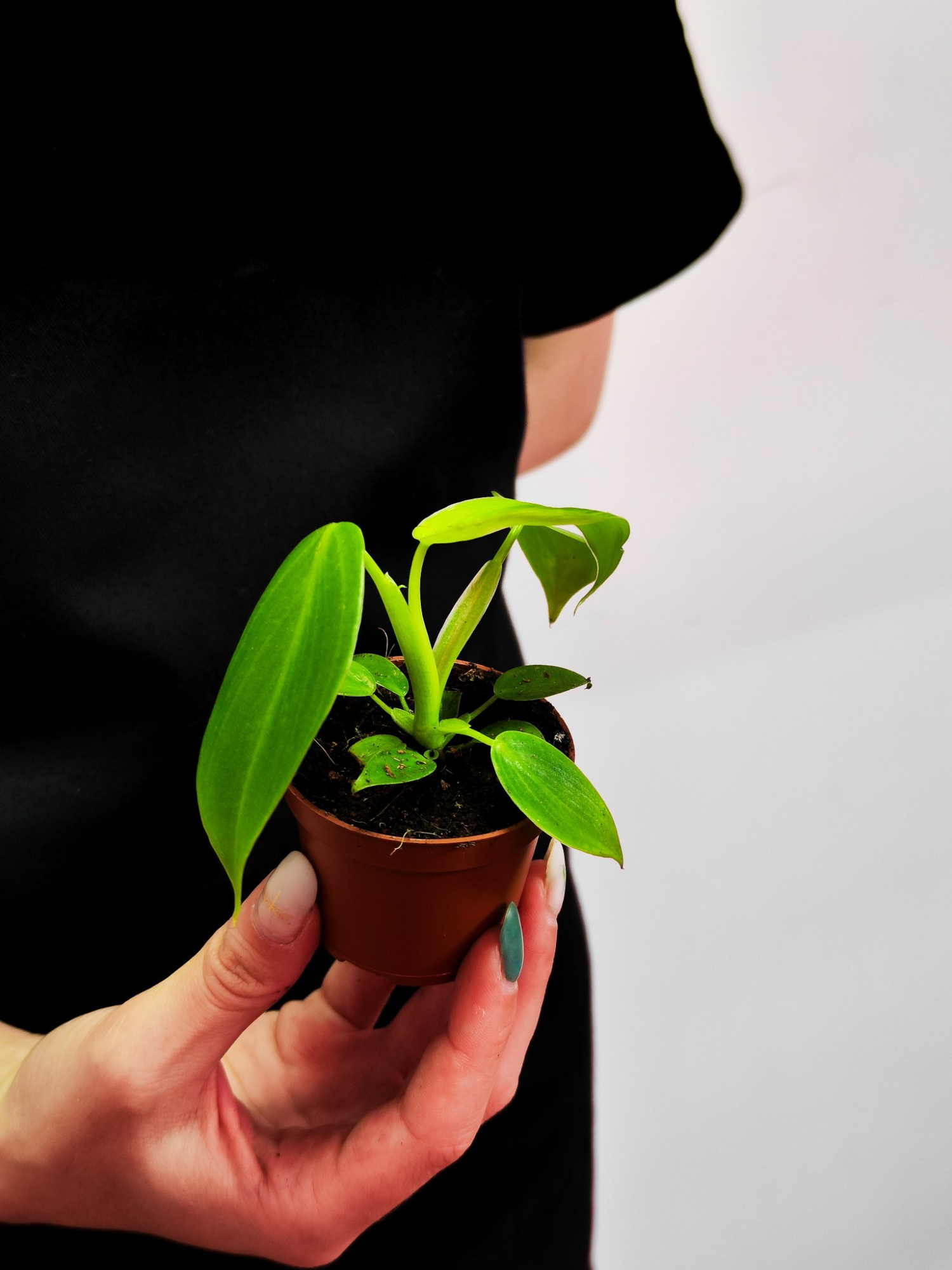 Филодендрон Питтьери (Philodendron Pittieri) D6см