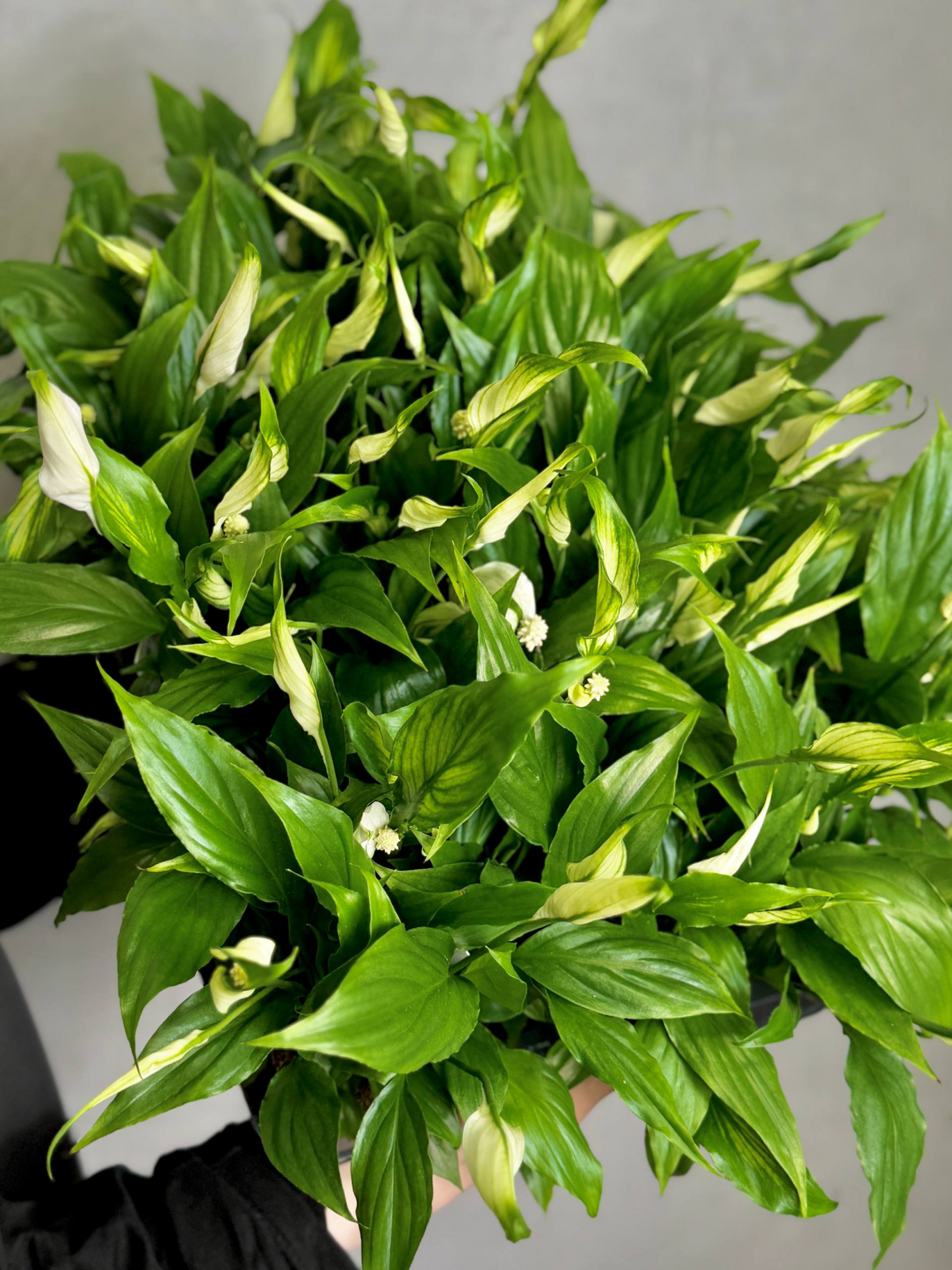 Спатифиллум Шопен (Spathiphyllum Chopin) D6см