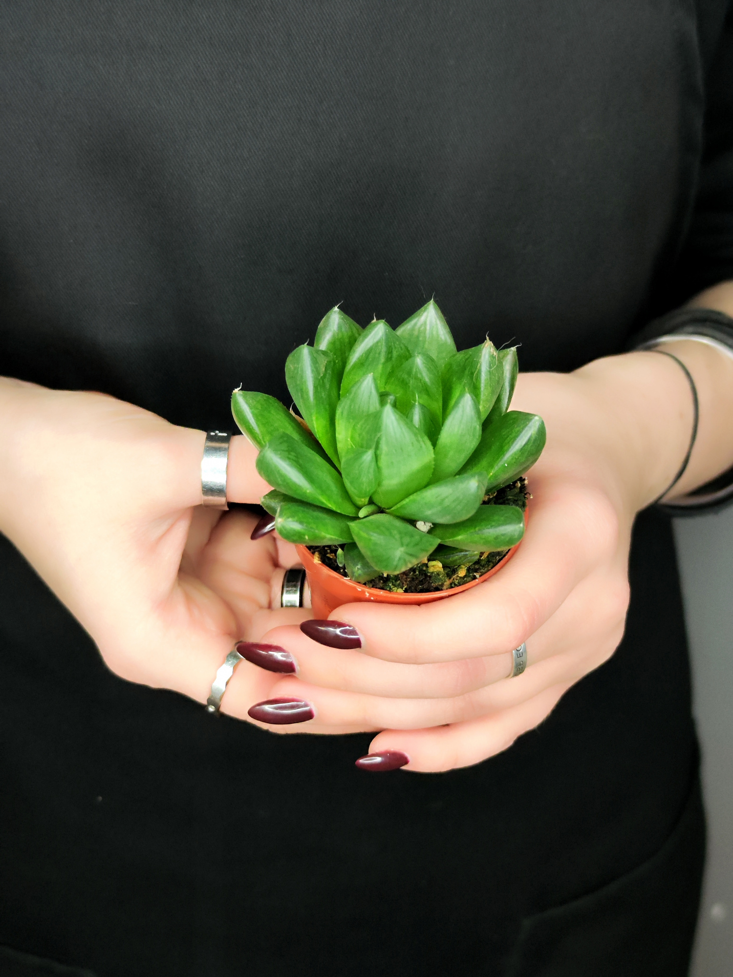 Хавортия Ладьевидная (Haworthia Сymbiformis) D5см