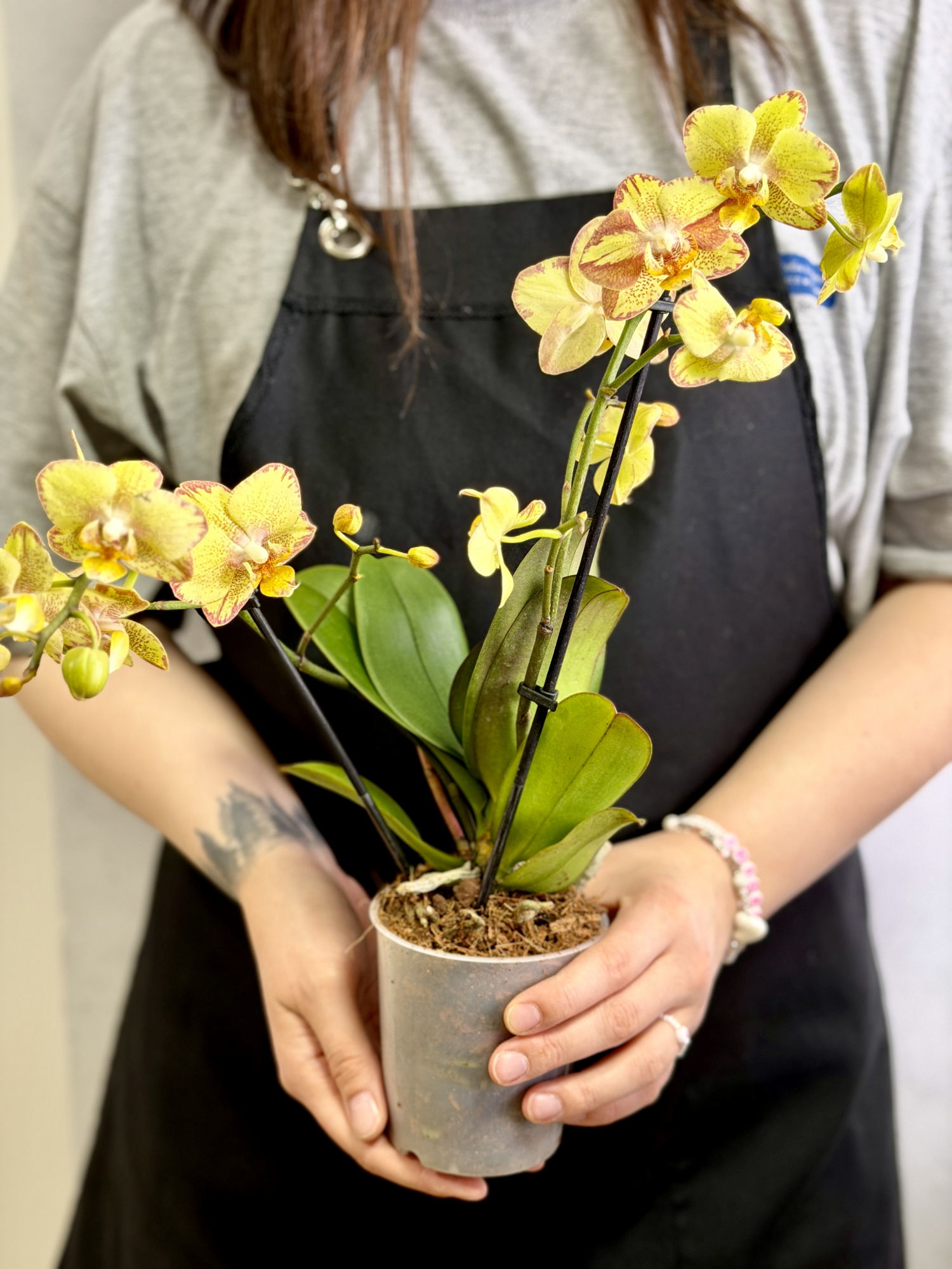 Фаленопсис Мини Золотой Леопардовый (Phalaenopsis Golden Leopard) D9см