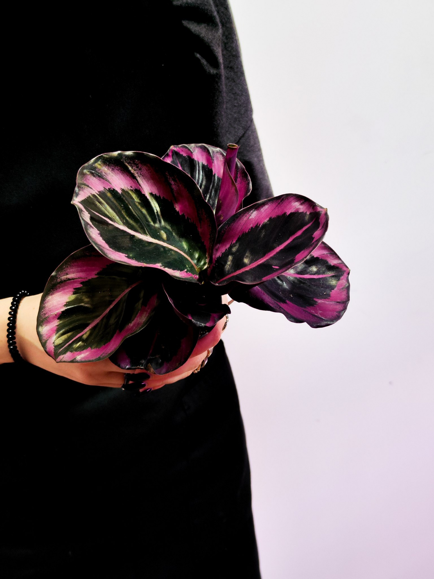 Калатея Розеопикта Джесси (Calathea Roseopicta Jessy) D6см