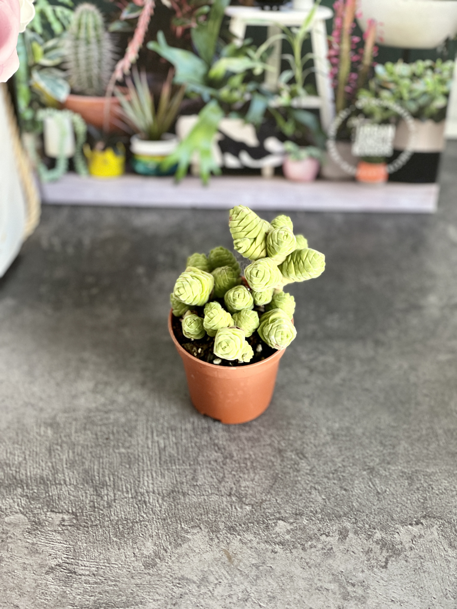 Крассула Колумелла (Crassula Columella) D5см