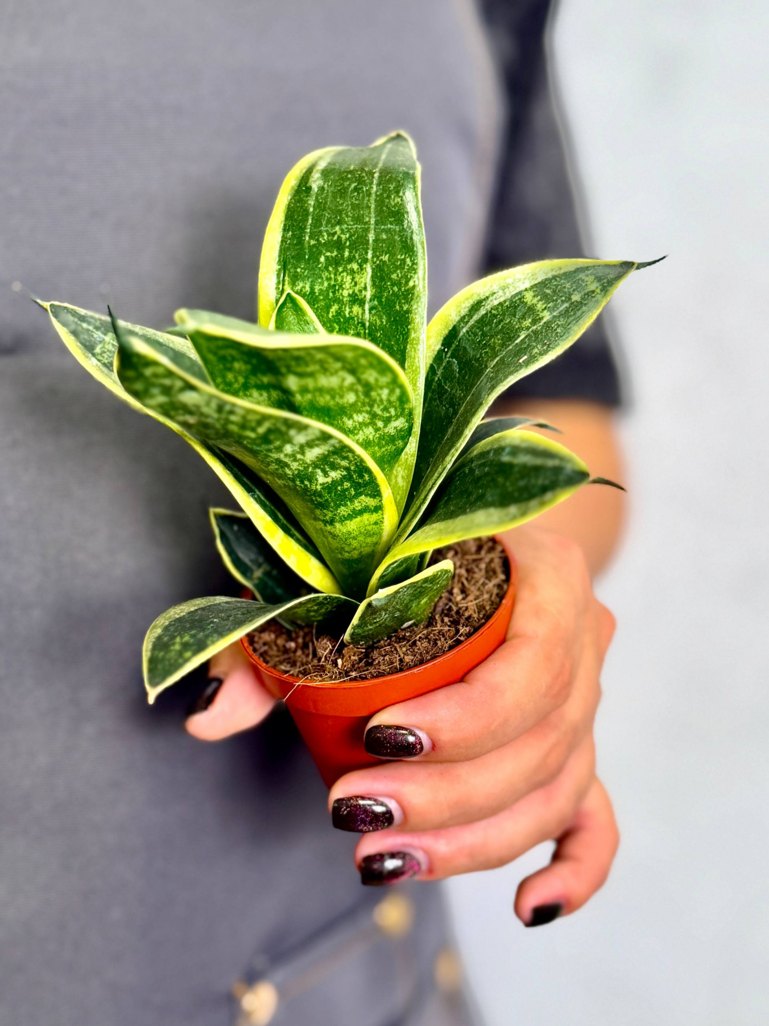 Сансевиерия Ханни Глимеринг Стар (Sansevieria Hahnii Glimmering Star) D6см
