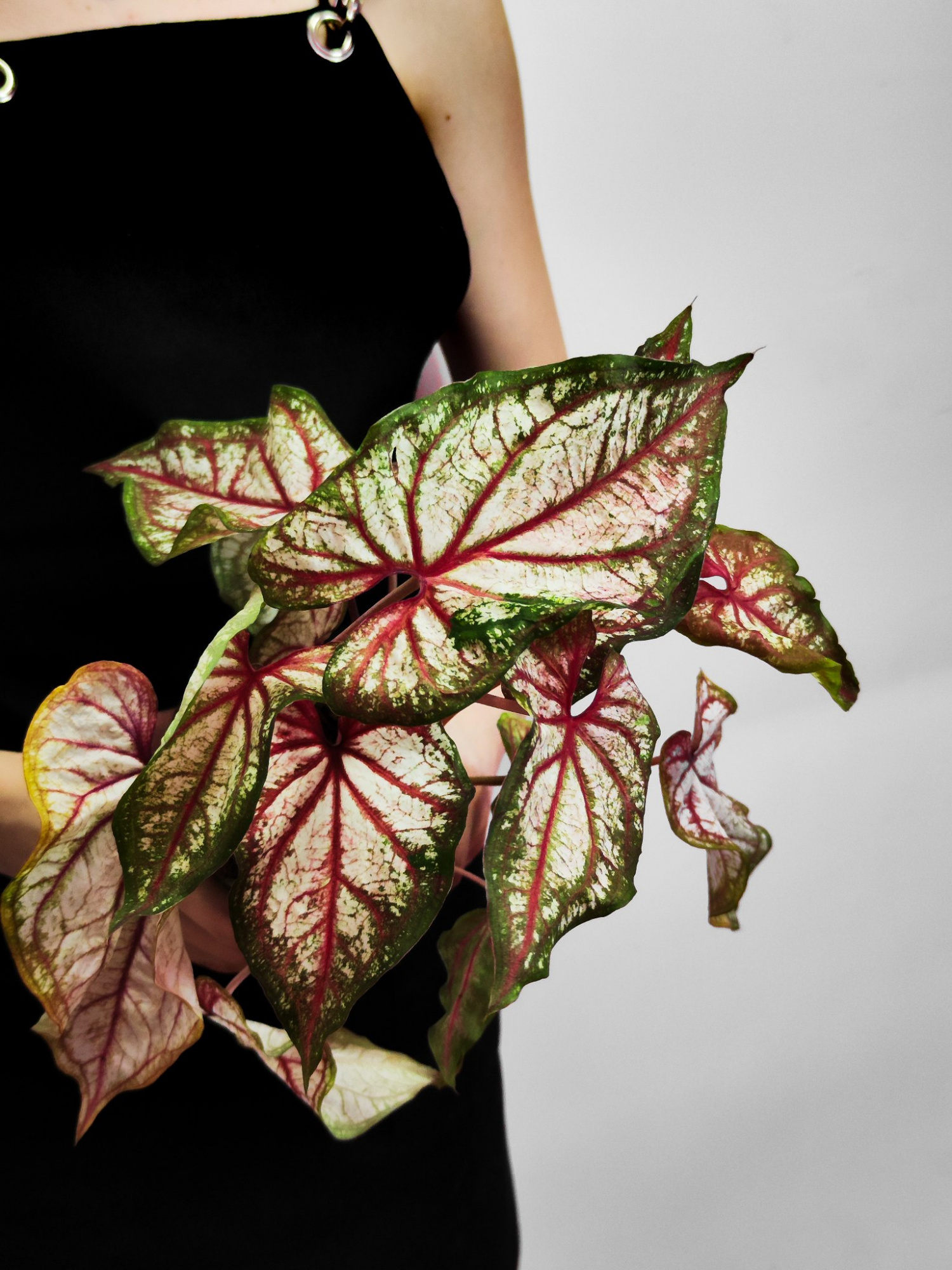 Каладиум Эксплоушн (Caladium Xplosion) D12см
