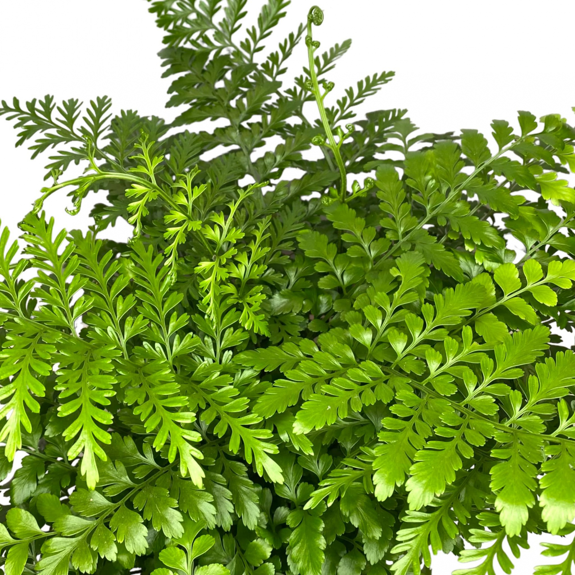 Папоротник Асплениум Парвати (Asplenium Dimorphum Parvati) D11см