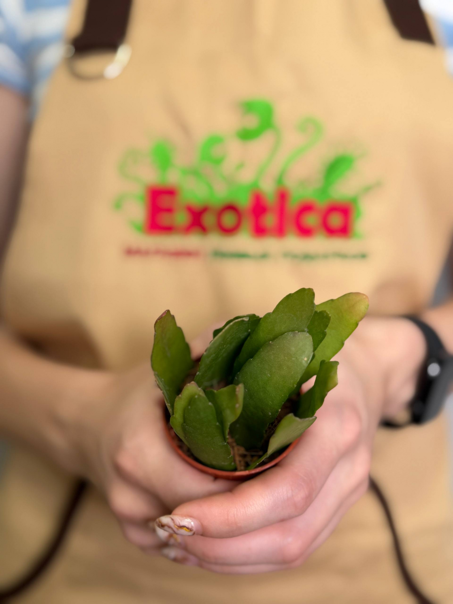 Рипсалис Ред Корал (Rhipsalis Red Coral) D5см