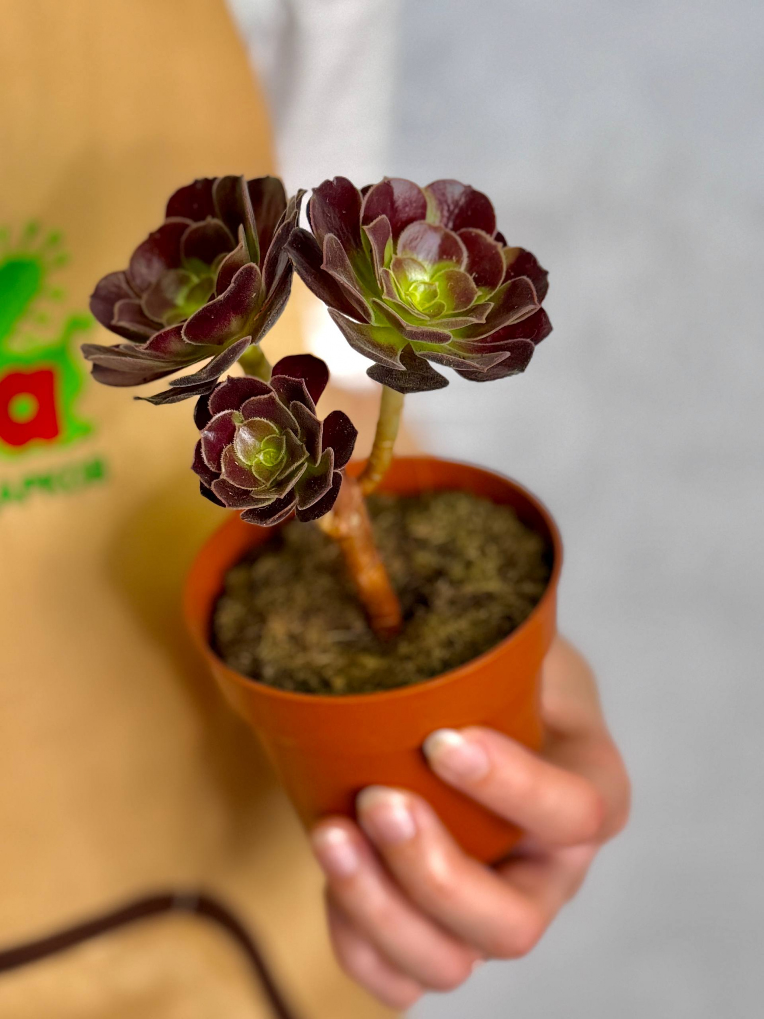 Эониум Велюр (Aeonium Velour) D8,5см