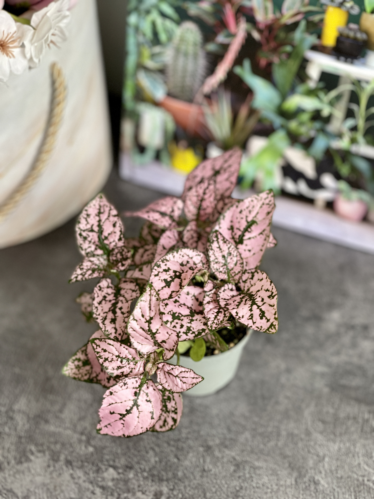 Гипоэстес Листоколосковый Пинк (Hypoestes Phyllostachya Pink) D6см