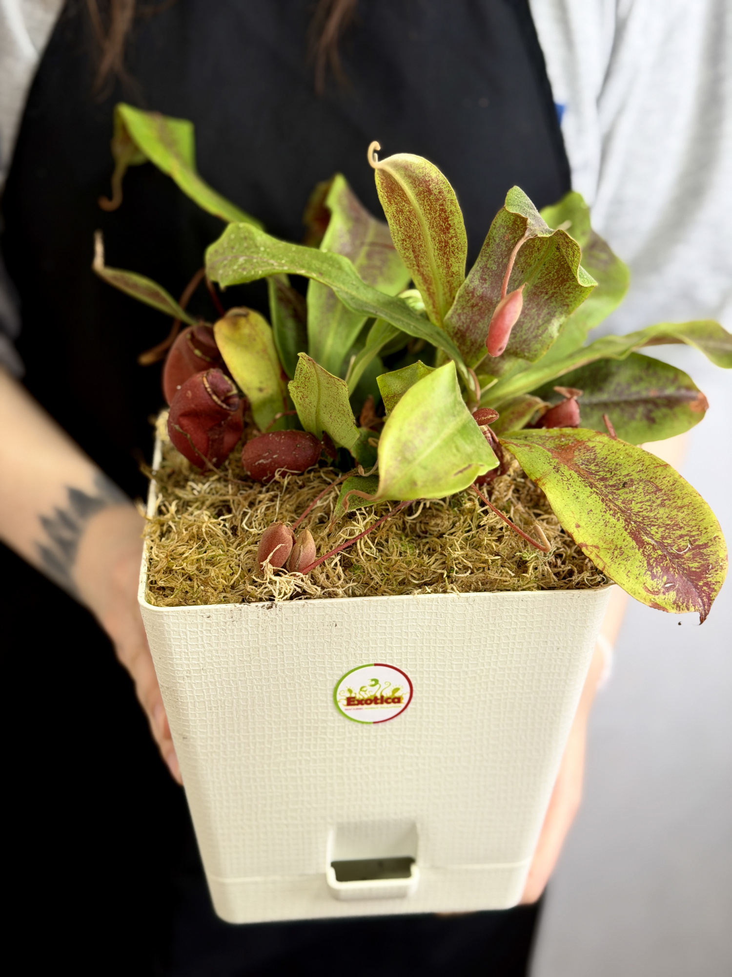 Непентес Ампулярия Красная (Nepenthes Ampullaria Red), пересаженный D17см
