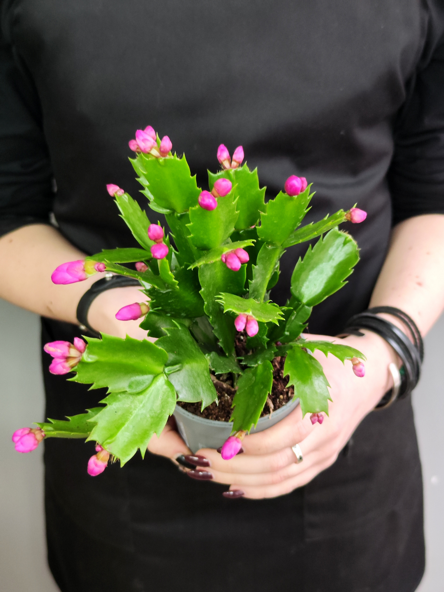 Декабрист Фиолетовый, или Шлюмбергера (Schlumbergera Tendenza Purple) D9см