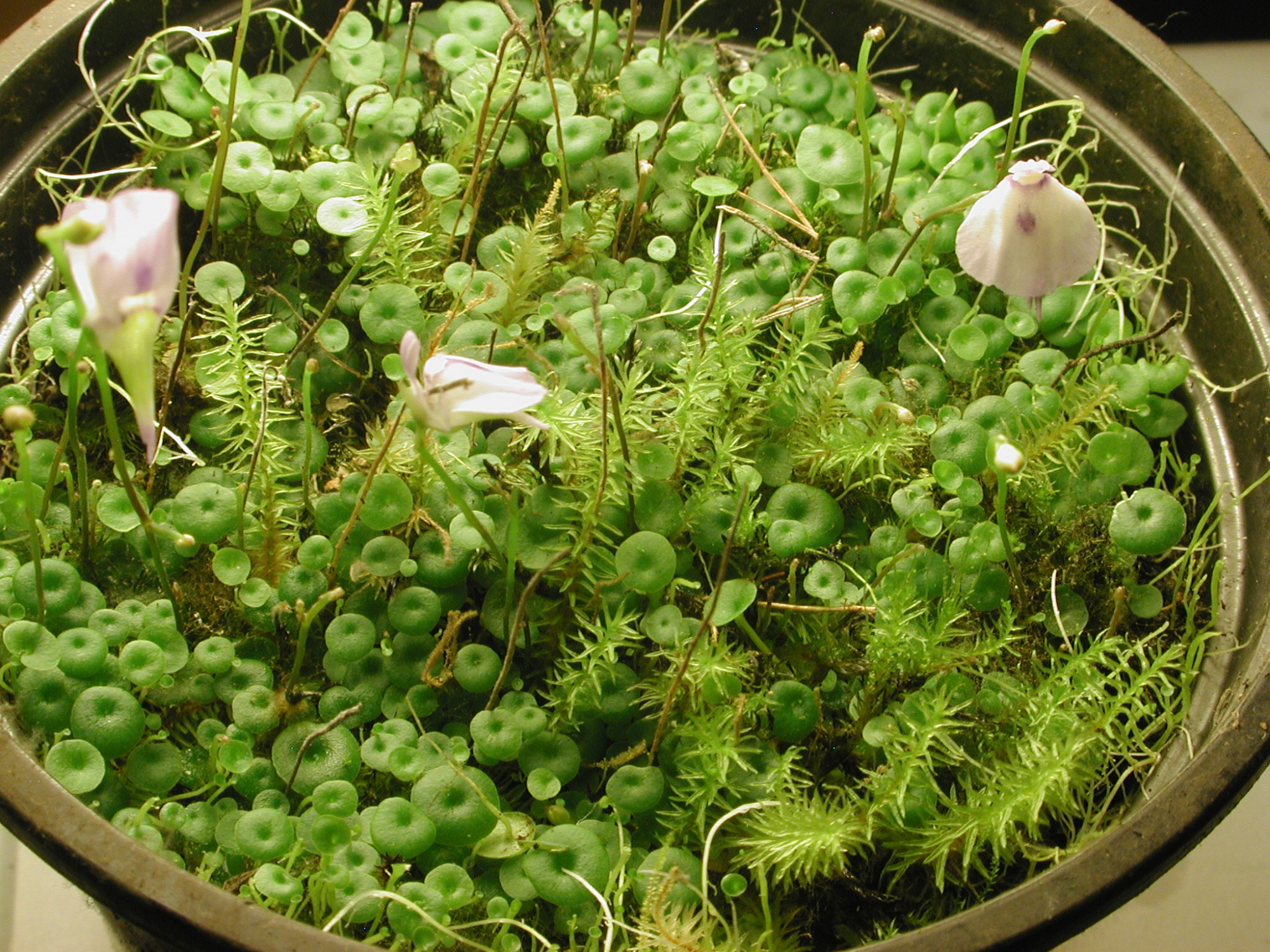 Пузырчатка опушённая (Utricularia pubescens) D9см