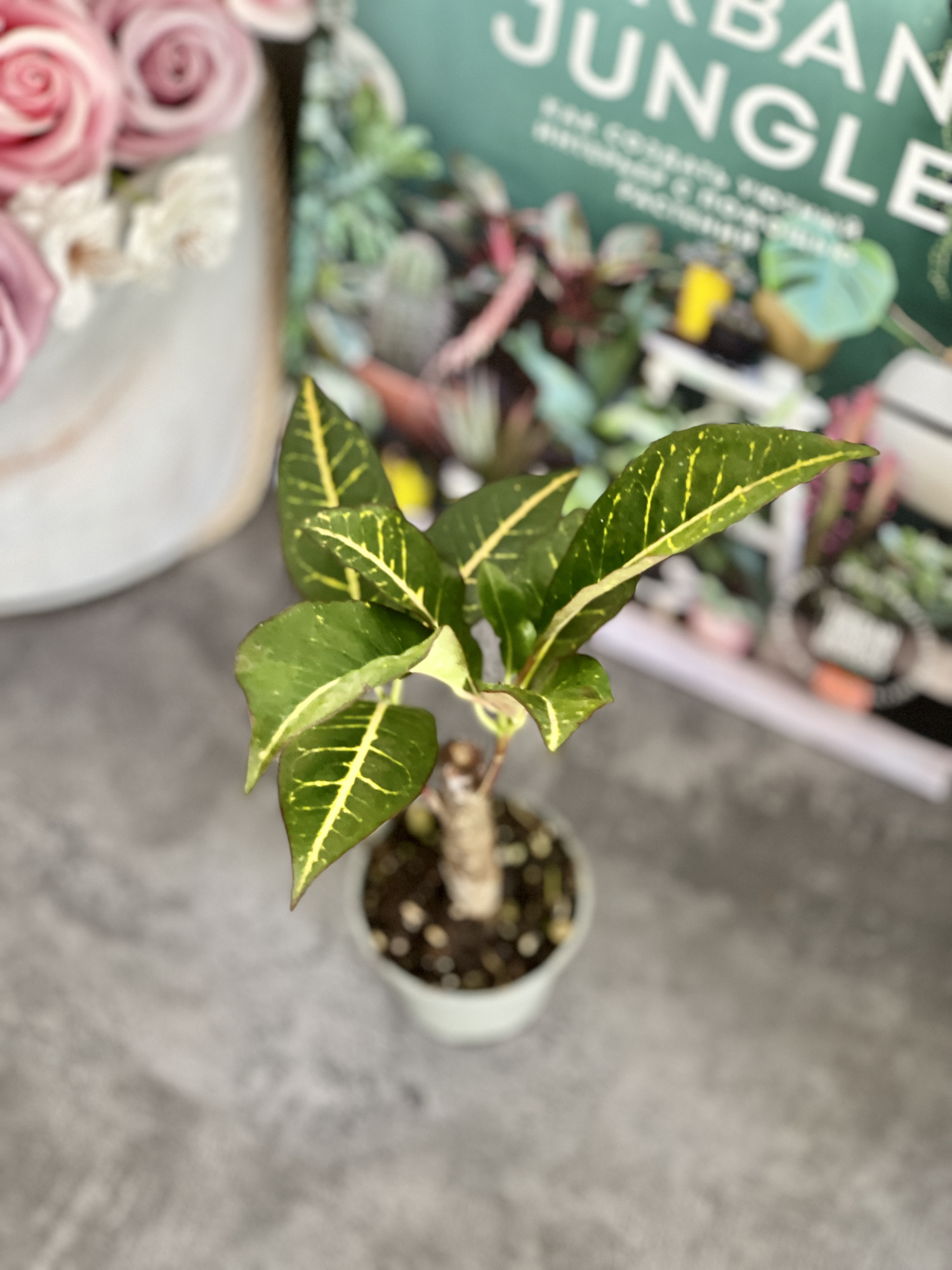 Кодиеум Петра Кейн (Codiaeum Petra Cane) D6см