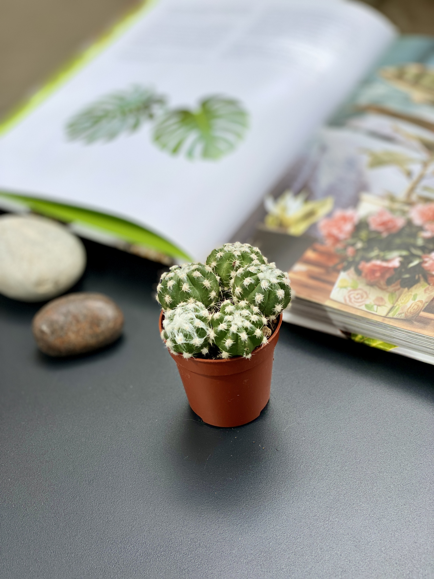 Кактус Эхинопсис Денудатум Груп (Echinopsis Denudatum Group) D5см