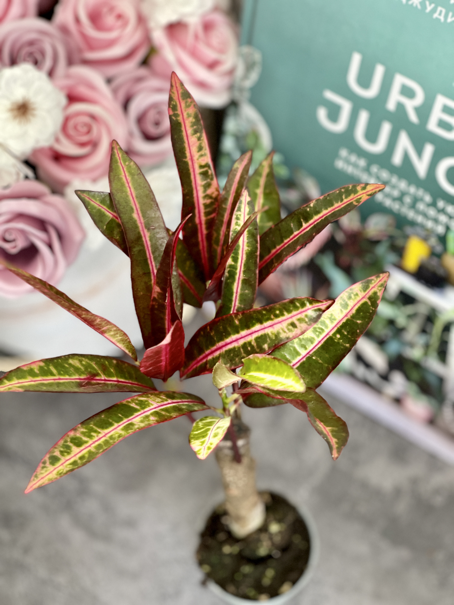 Кодиеум Экскуренс (Codiaeum Excurrens) D6см