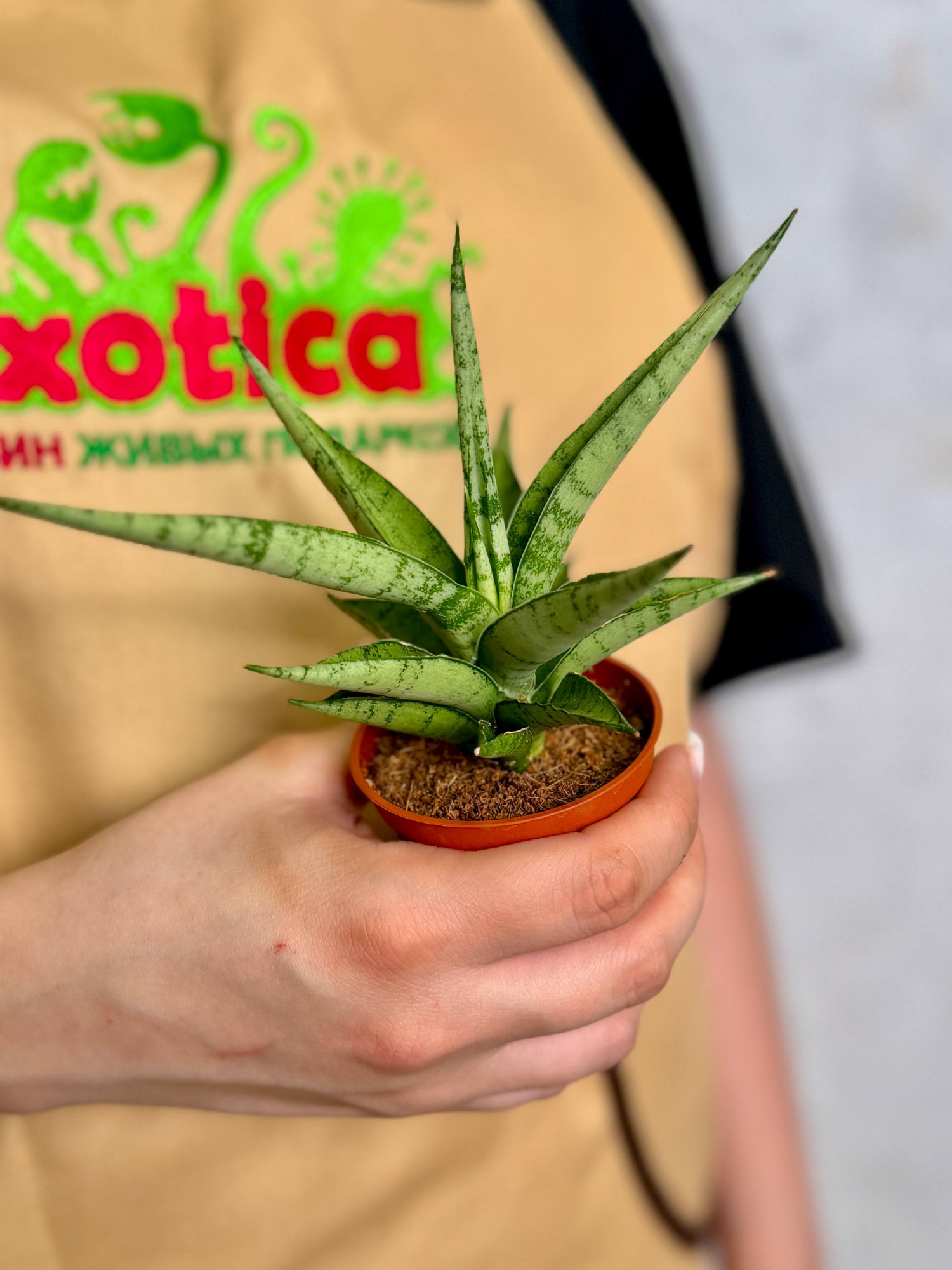 Сансевиерия Том Грацилис (Sansevieria Tom Gracilis) D6см