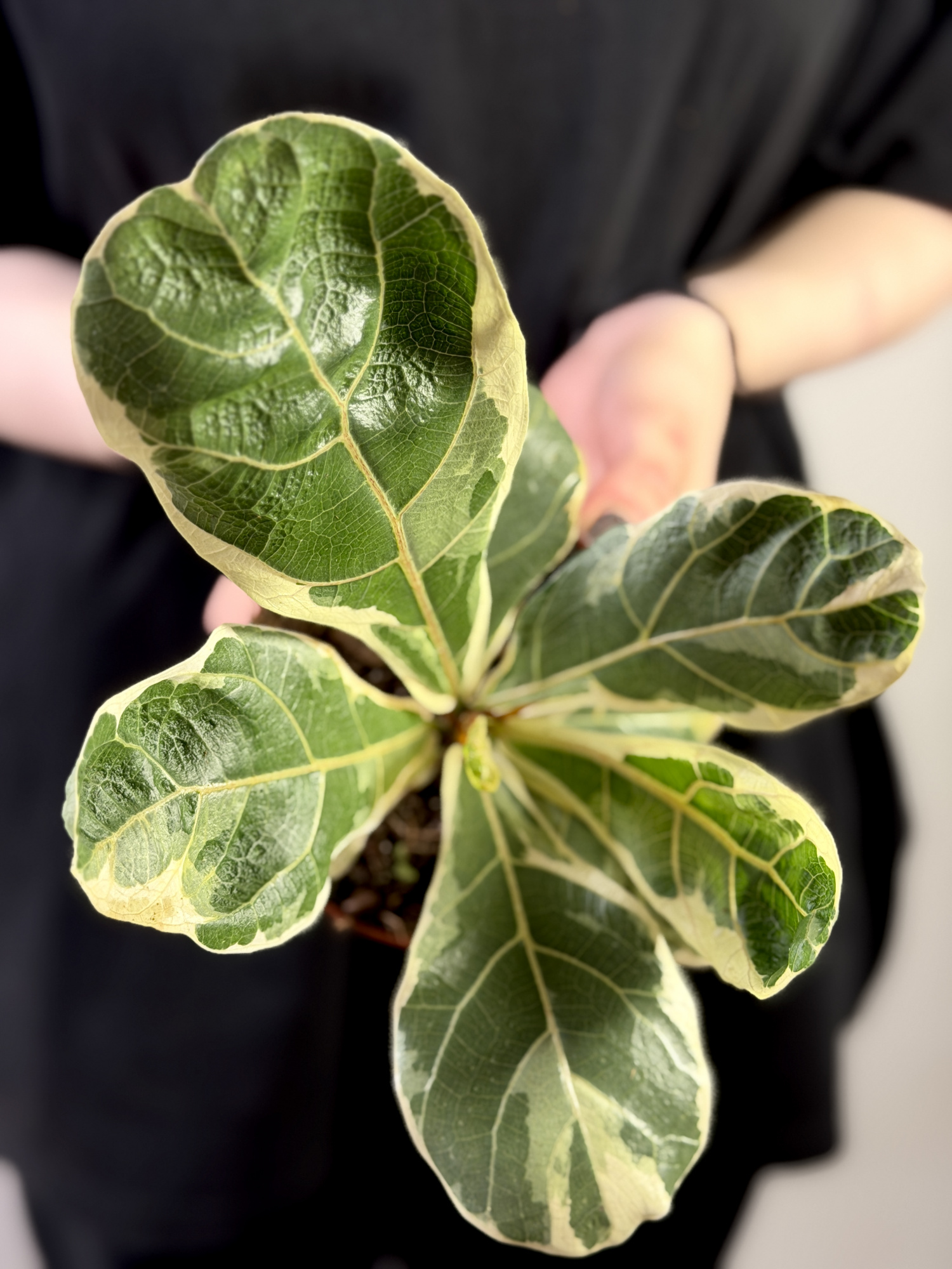 Фикус Лирата Вариегатная (Ficus Lyrata Variegata) 10см