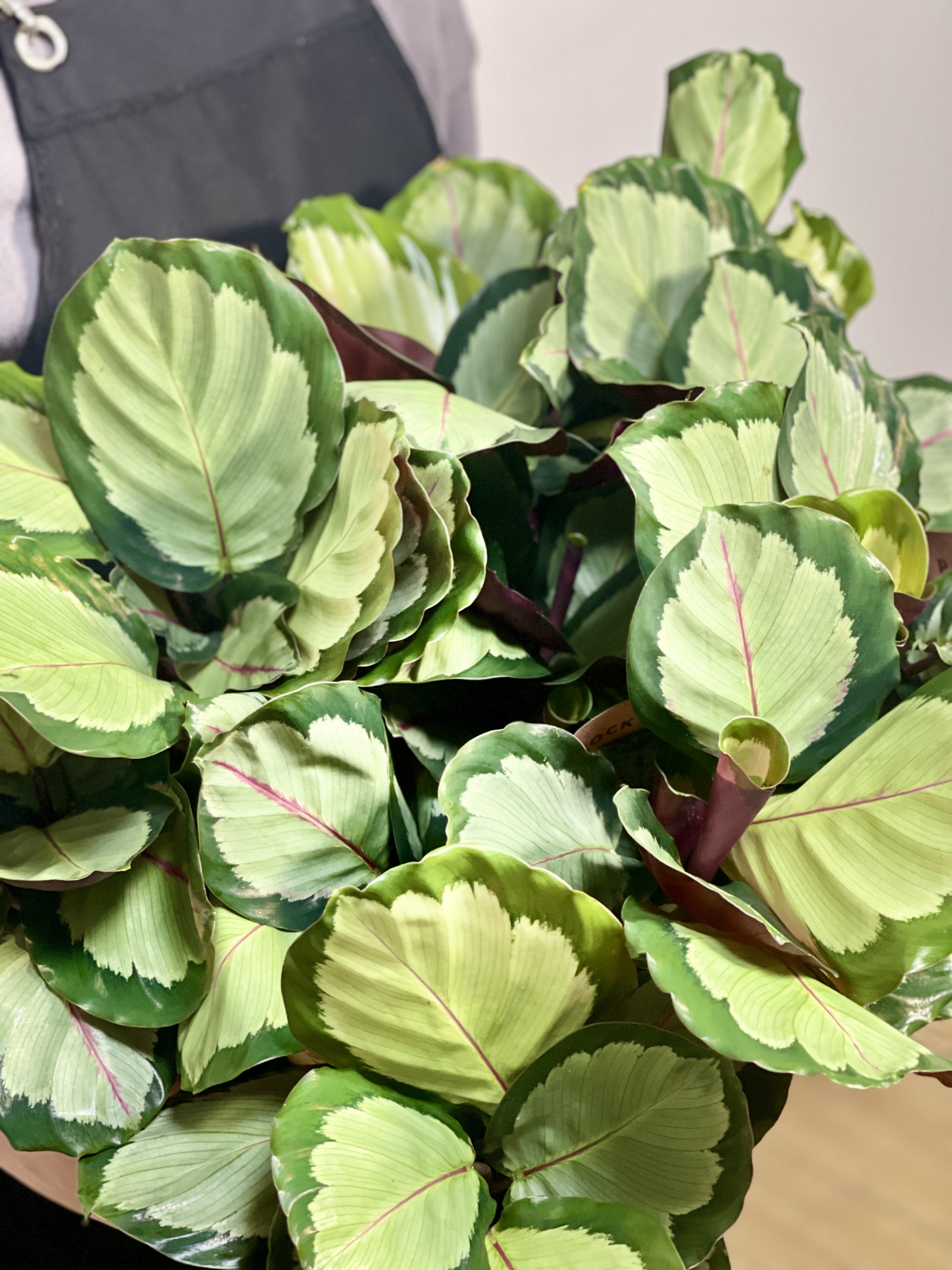 Калатея Корона (Calathea Corona) D12см