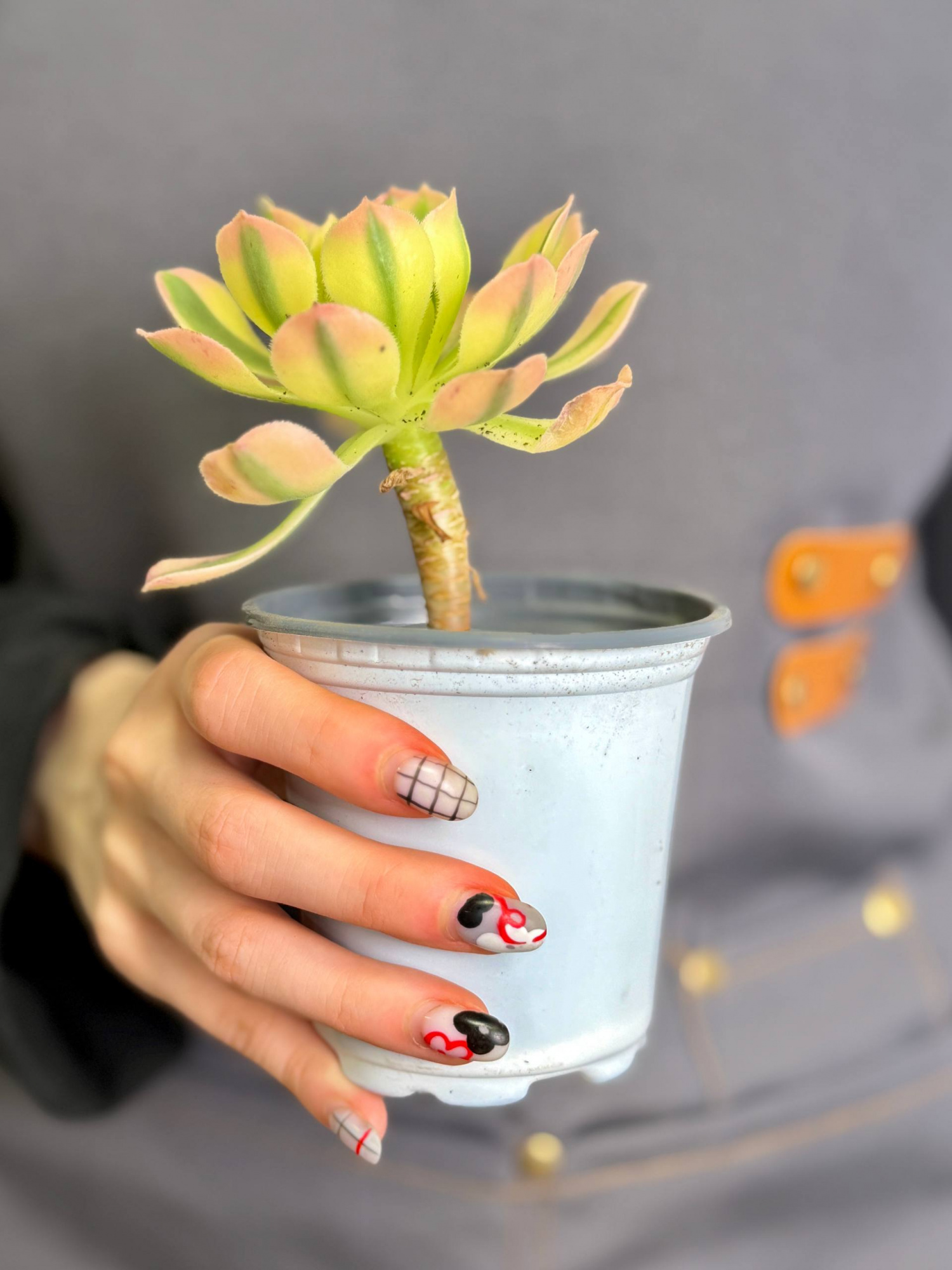 Эониум Майбах Вариегатный (Aeonium Maybach Variegated) D9см
