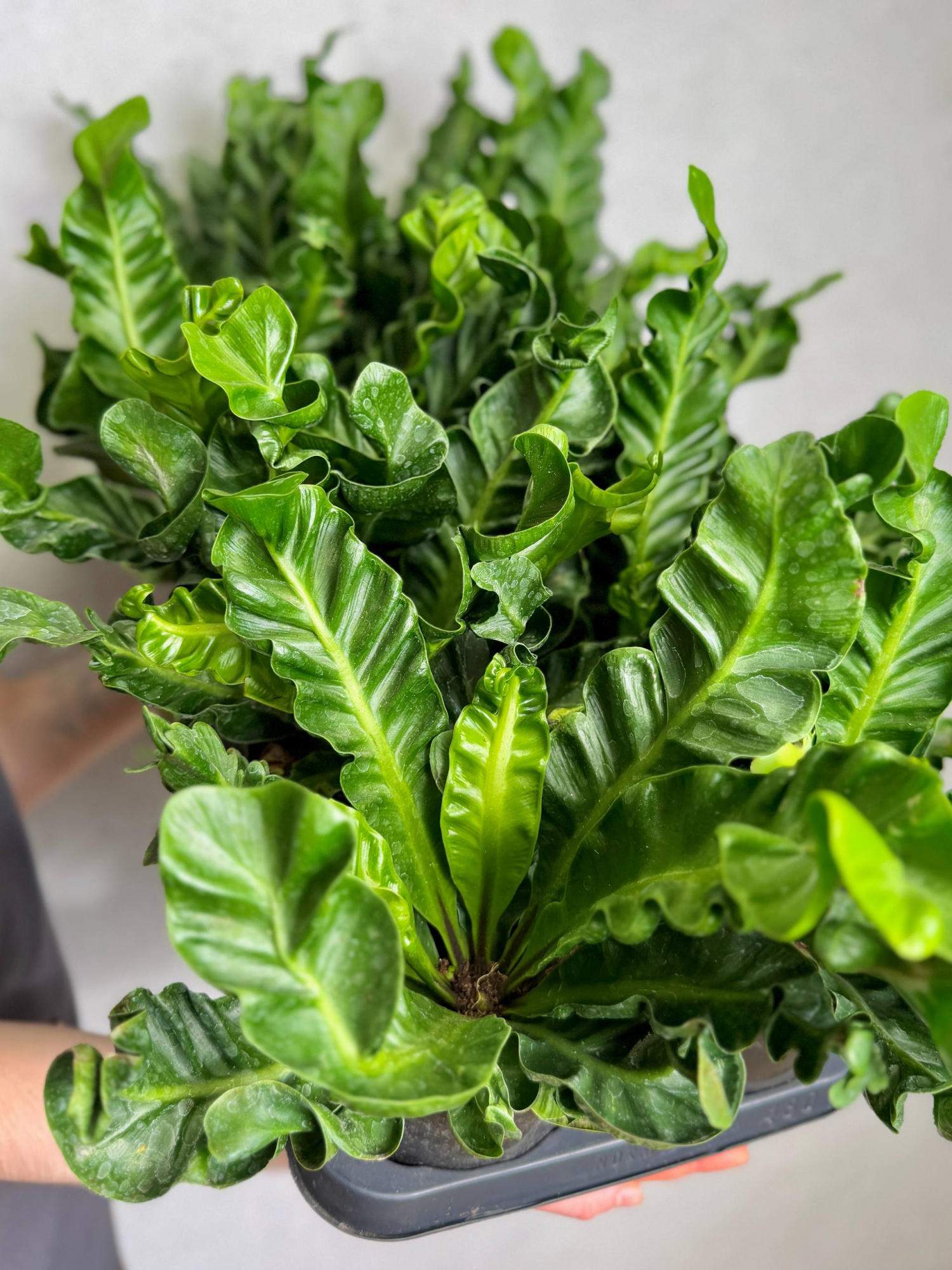 Асплениум Кобра (Asplenium Nidus Cobra) D12см