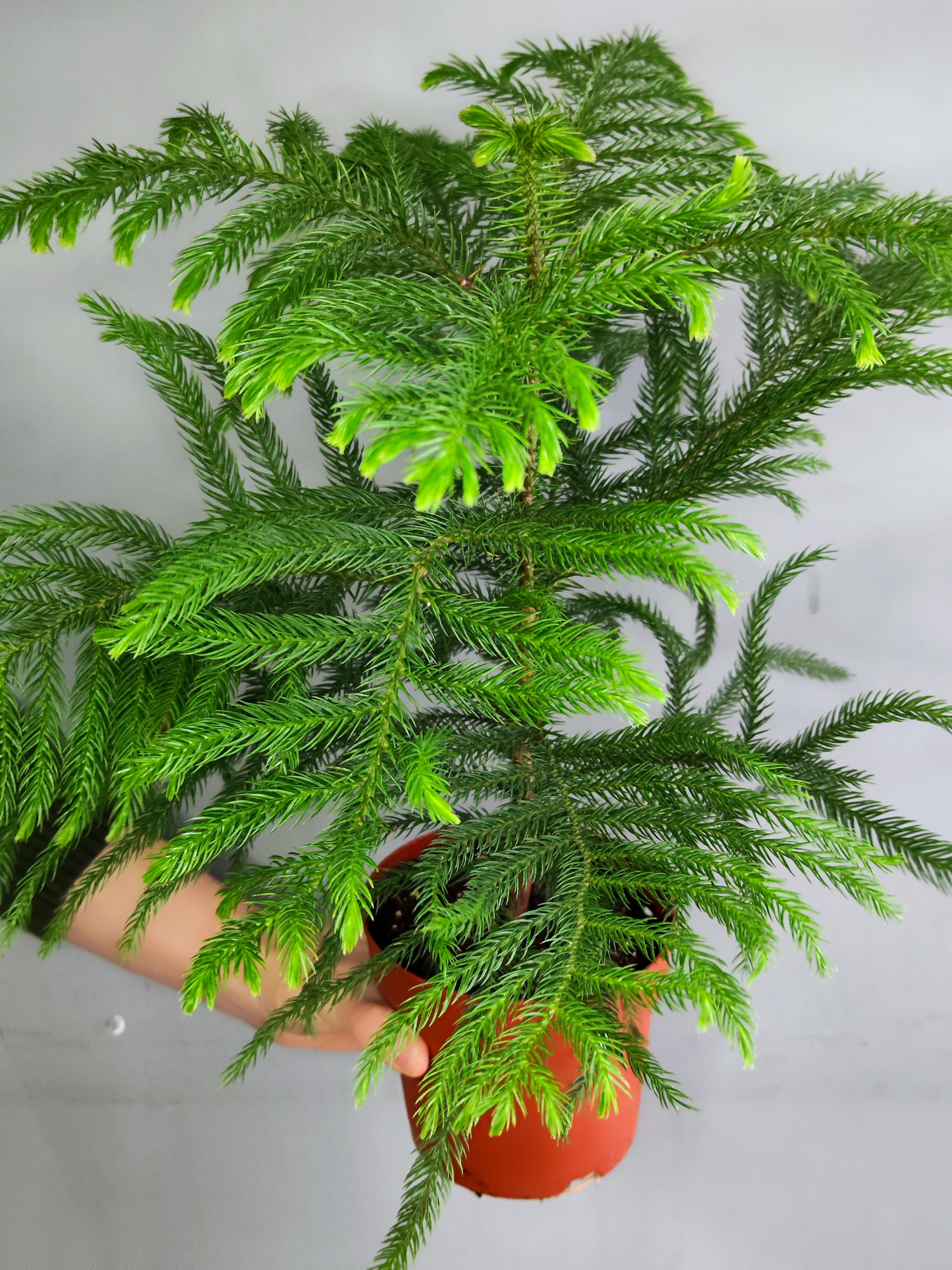 Араукария Разнолистная (Araucaria Heterophylla) D14см