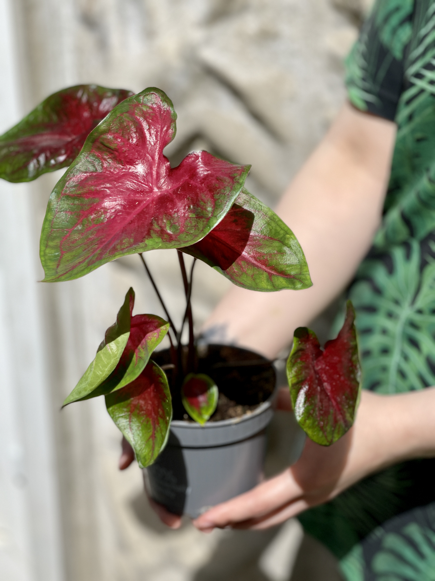 Каладиум Роял Флеш (Caladium Royal Flush) D12см