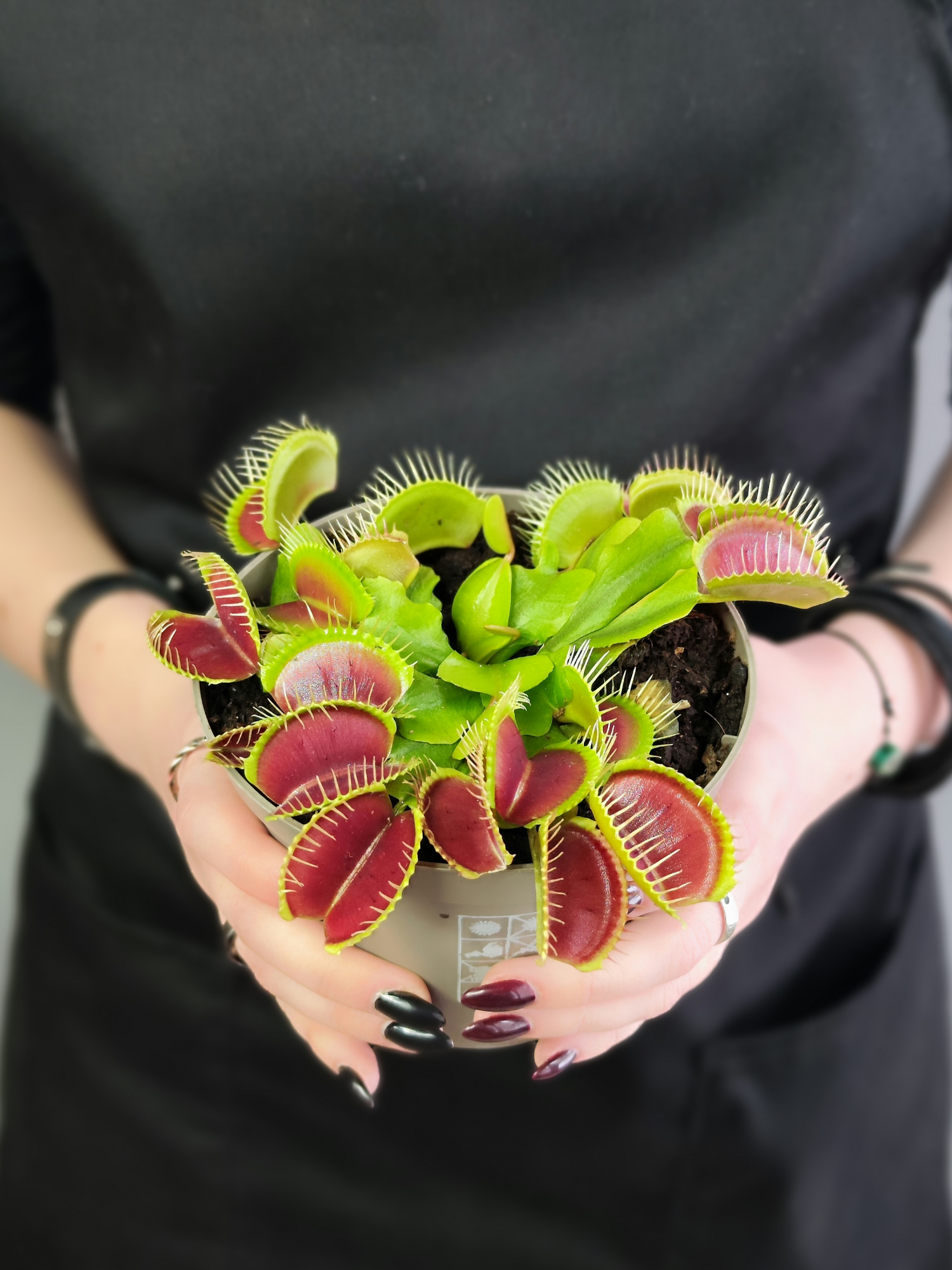 Венерина Мухоловка "Змей Горыныч" (Dionaea Muscipula) D12см
