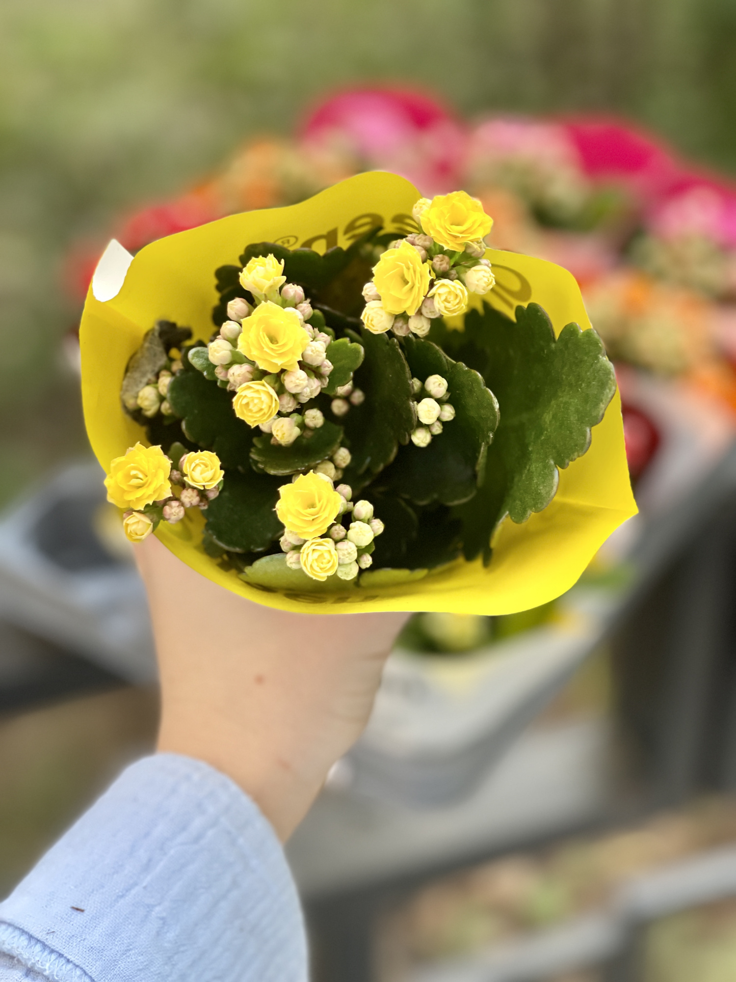 Каланхоэ Розалина Желтая (Kalanchoe Rosalina Yellow) D6см