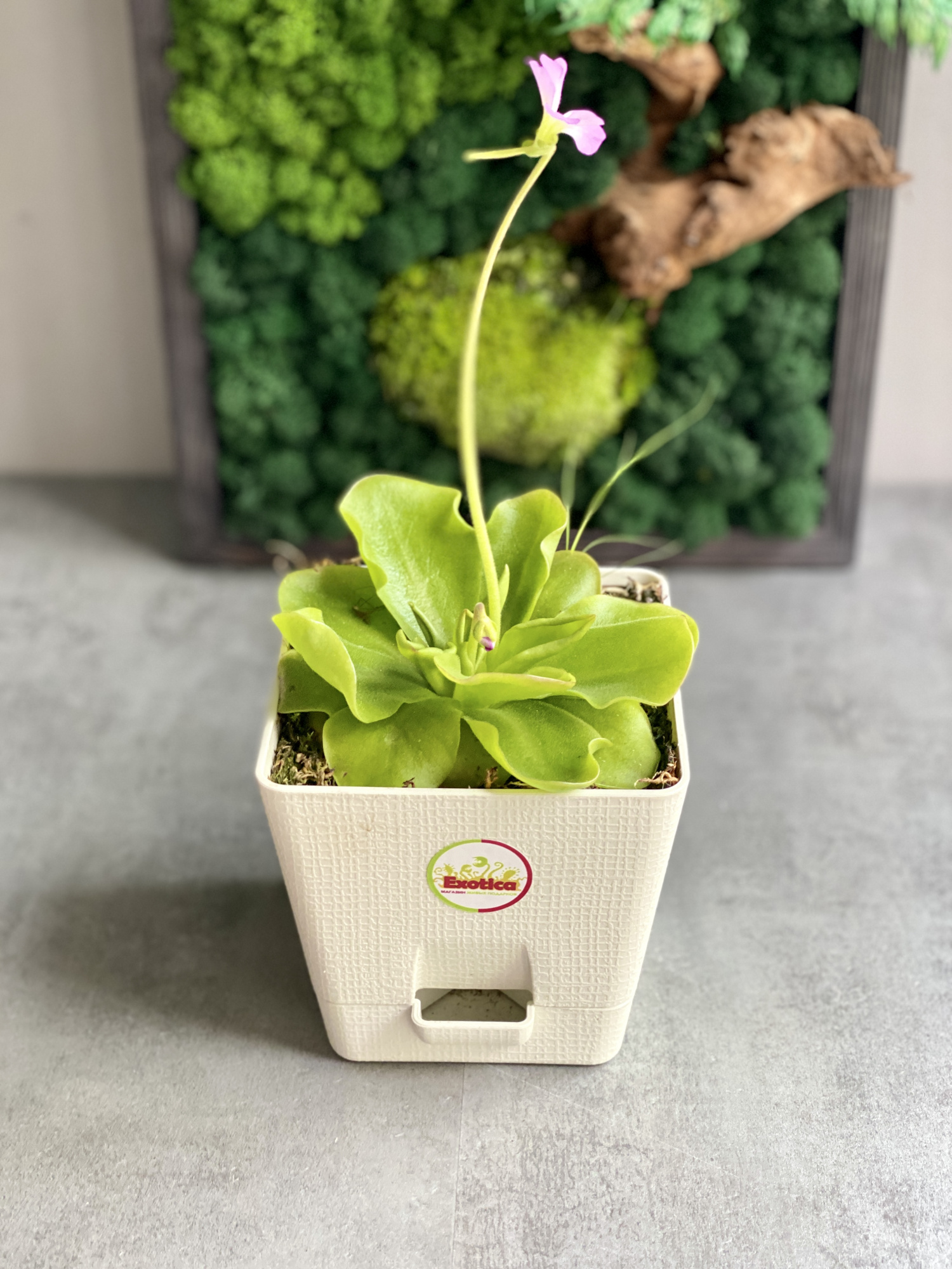 Жирянка Гватемала (Pinguicula Guatemala) D12см
