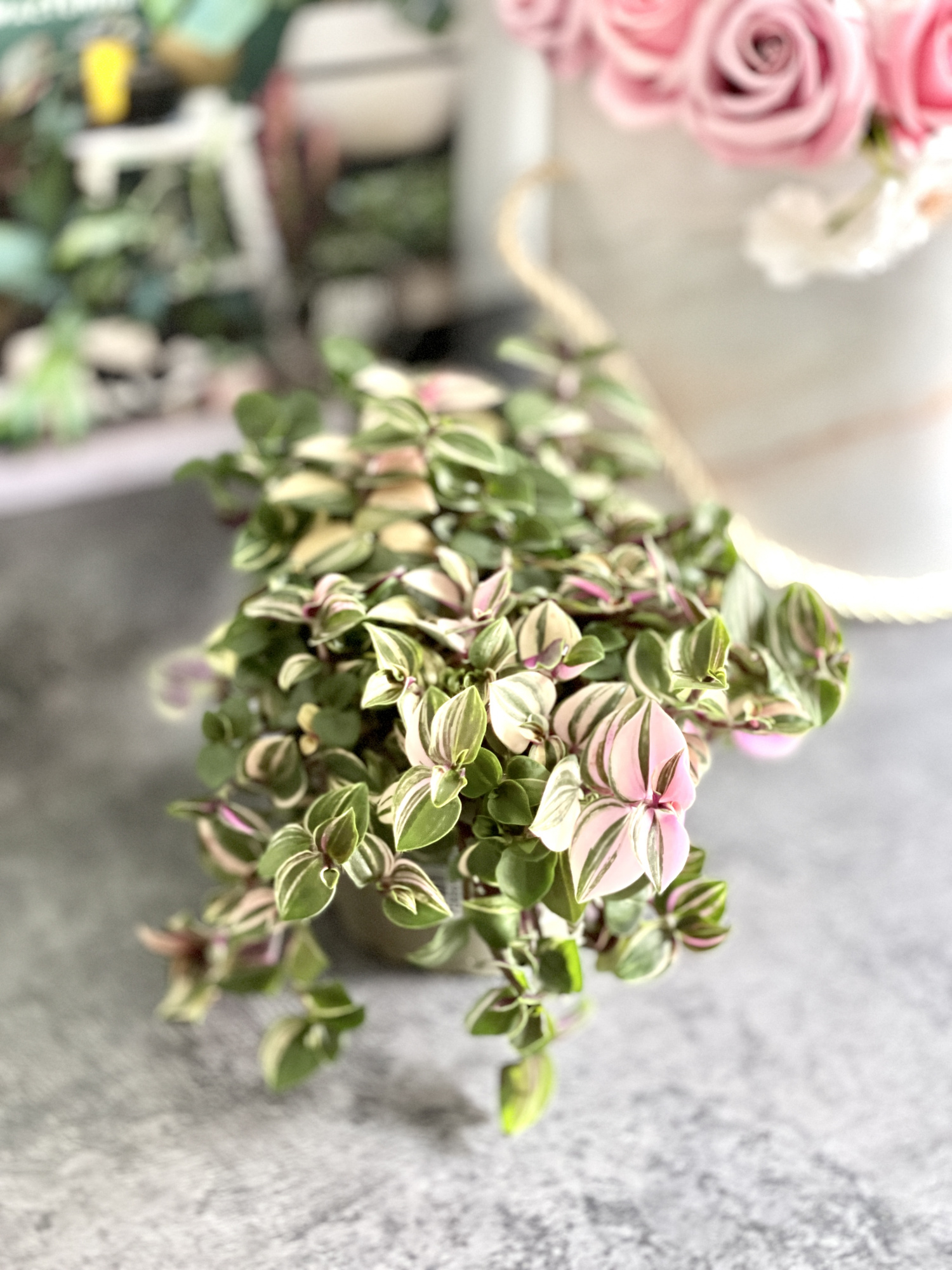 Традесканция Флюминенсис Триколор (Tradescantia Fluminensis Tricolor) D10см
