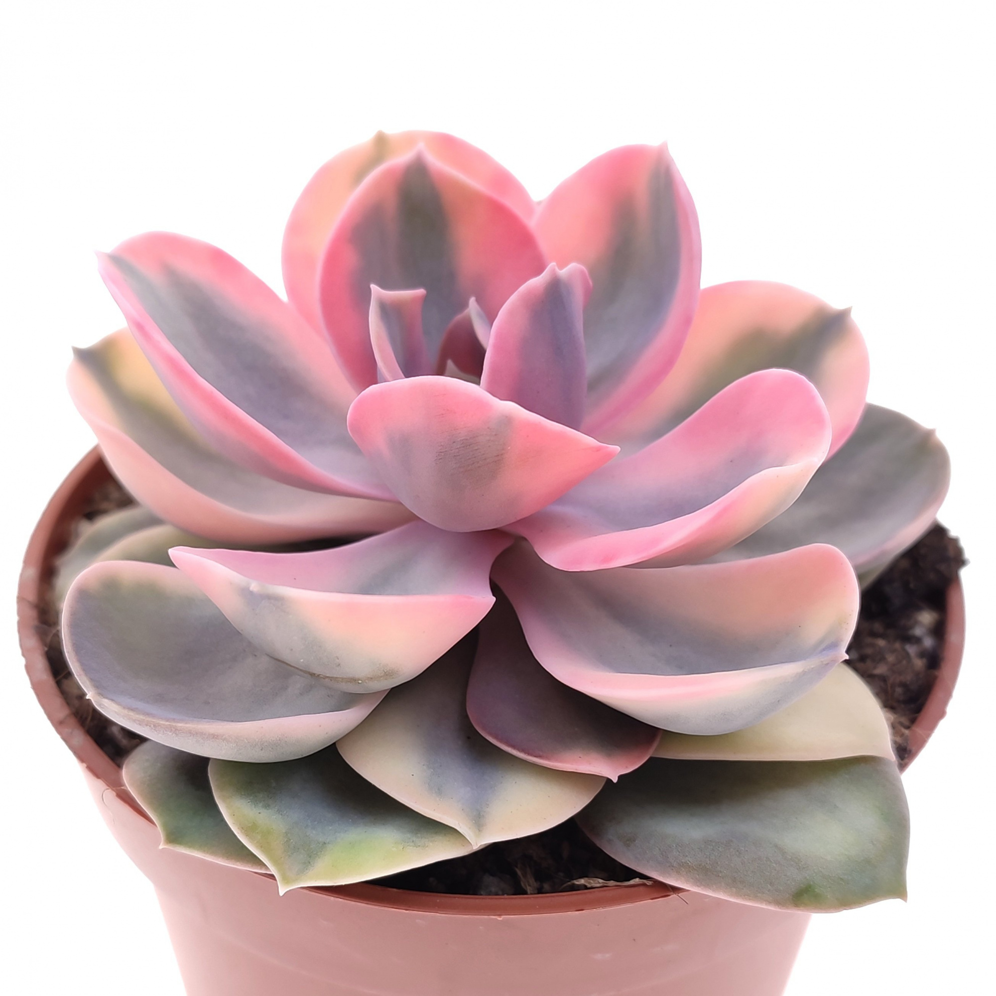 Эхеверия Рейнбоу (Echeveria Rainbow) D10см