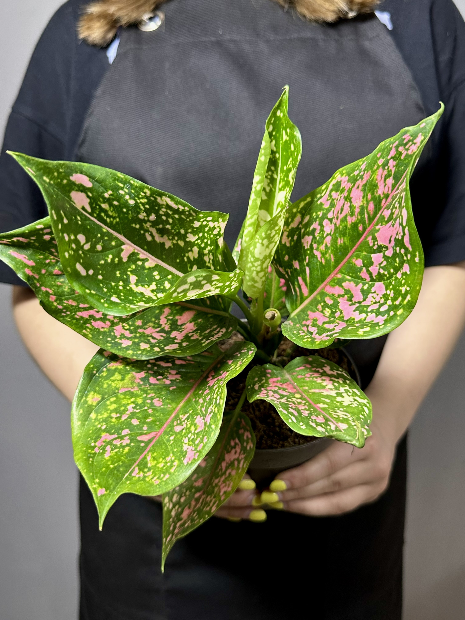 Аглаонема Пинк Леопард (Aglaonema Pink Leopard) D12см