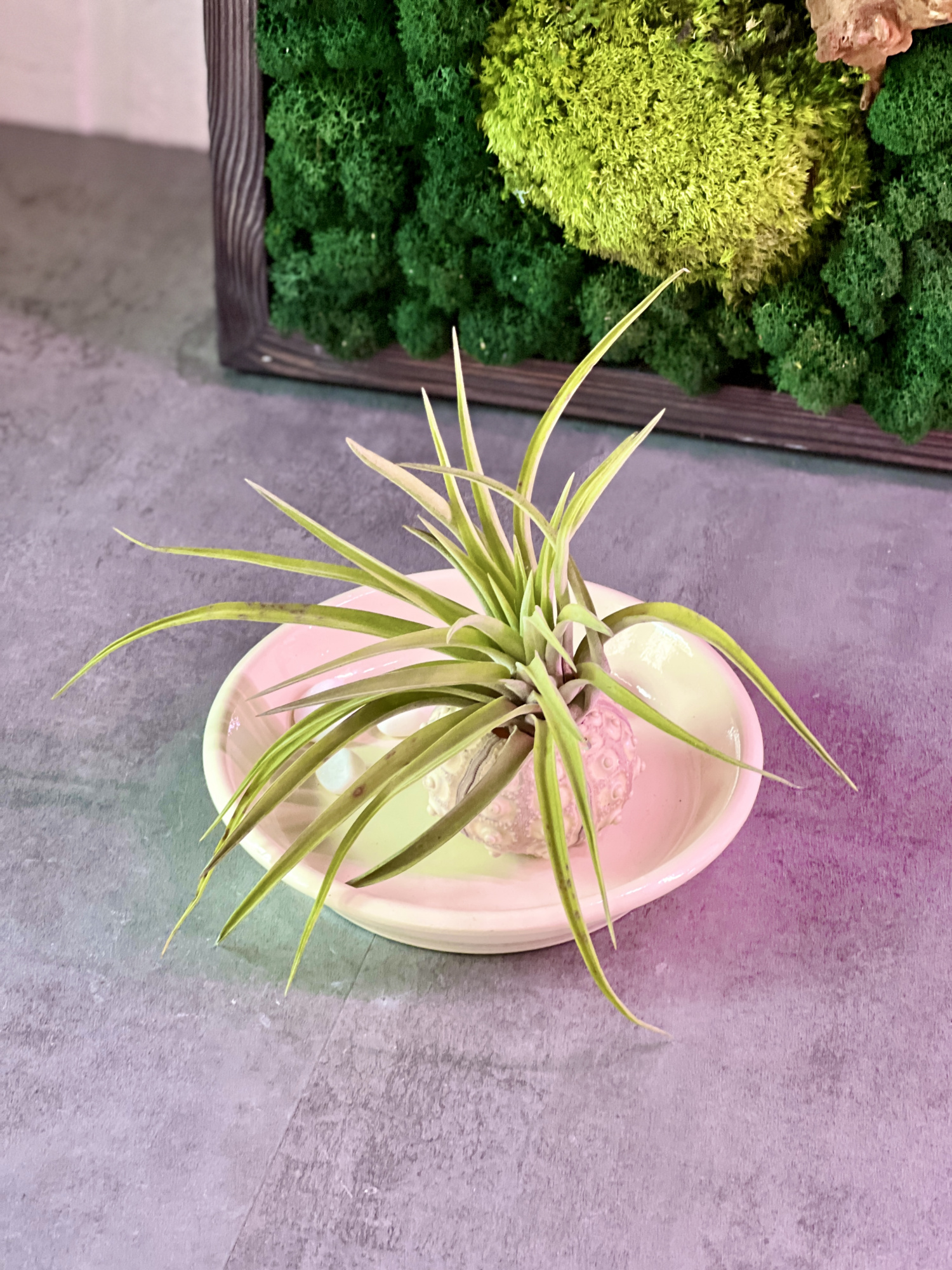 Тилландсия Мэджик  (Tillandsia Magic)