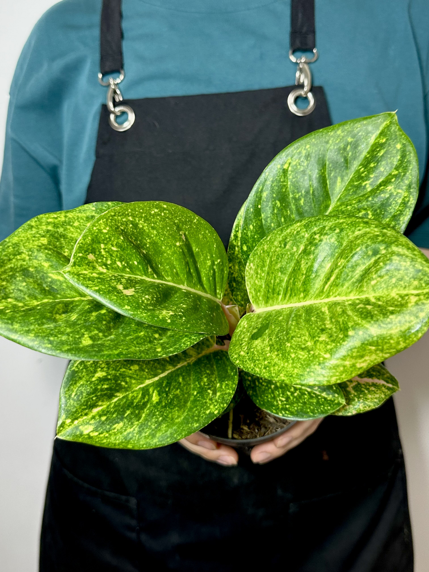 Аглаонема Эпл Грин (Aglaonema Apple Green) D12см