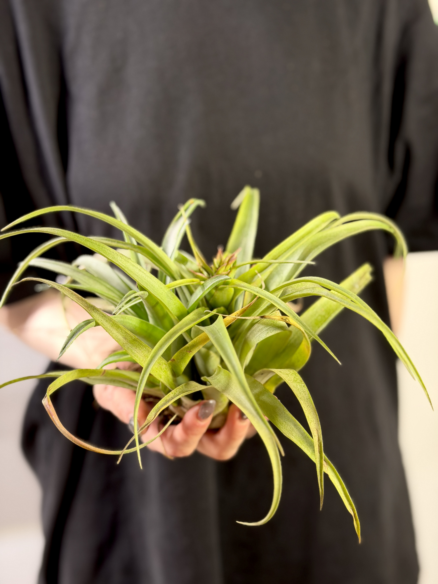 Тилландсия Рубра Капитата XL (Tillandsia Rubra Capitata XL)