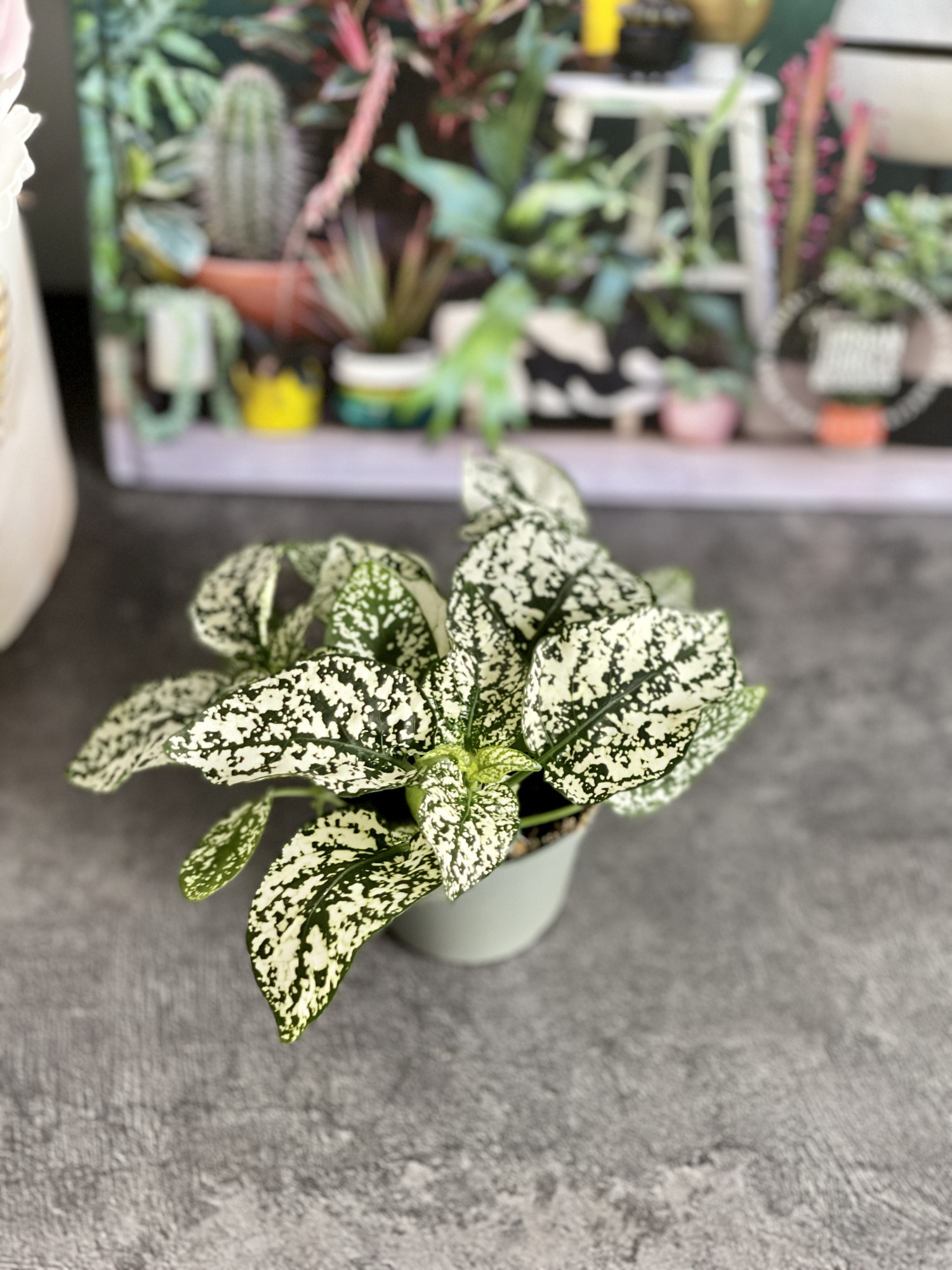 Гипоэстес Листоколосковый Вайт (Hypoestes Phyllostachya White) D6см