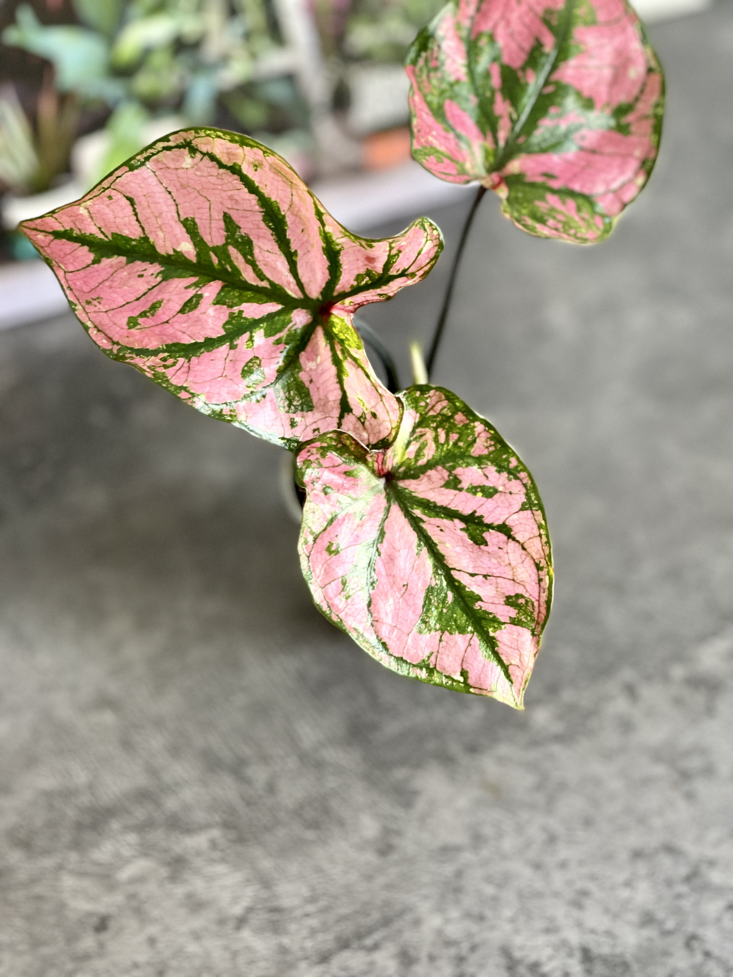 Каладиум Светло - Пурпурный (Caladium Purple Light) D6см