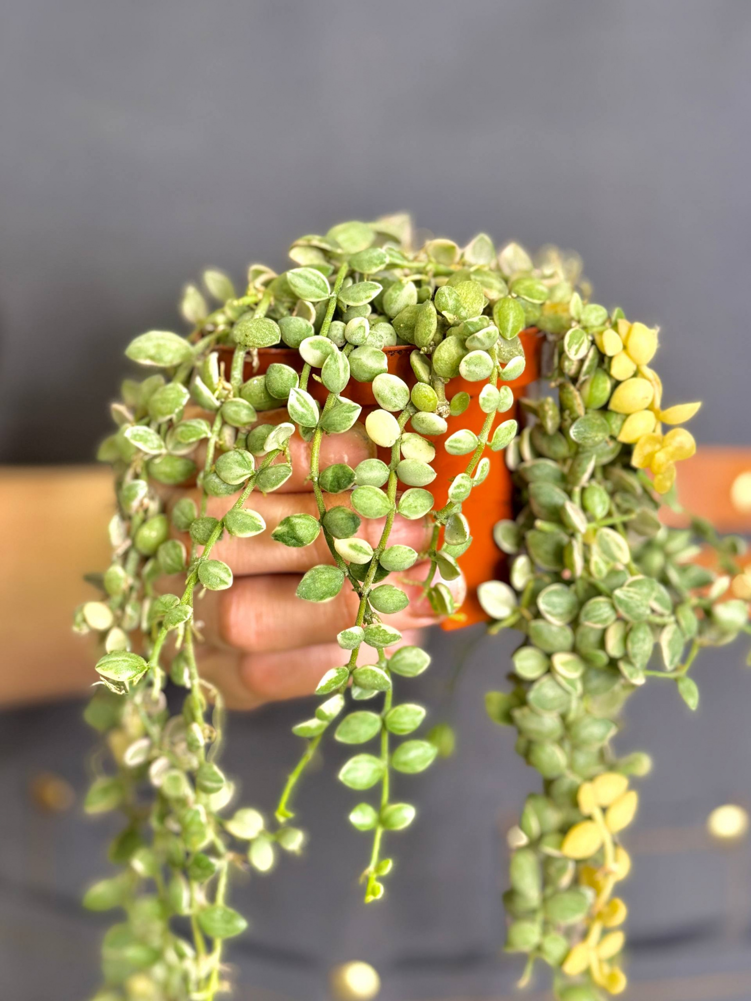Дисхидия Нуммулария Вариегатная (Dischidia Nummularia Variegata) D8см