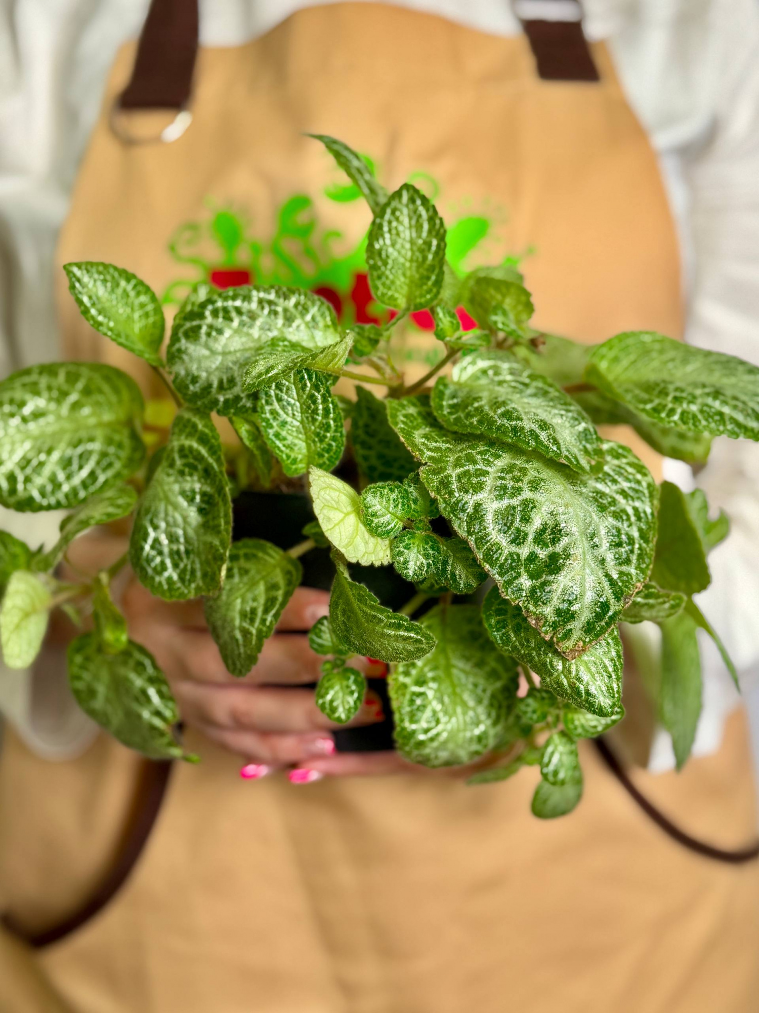 Эписция Медная Минти (Episcia Cupreata Minty) D12см