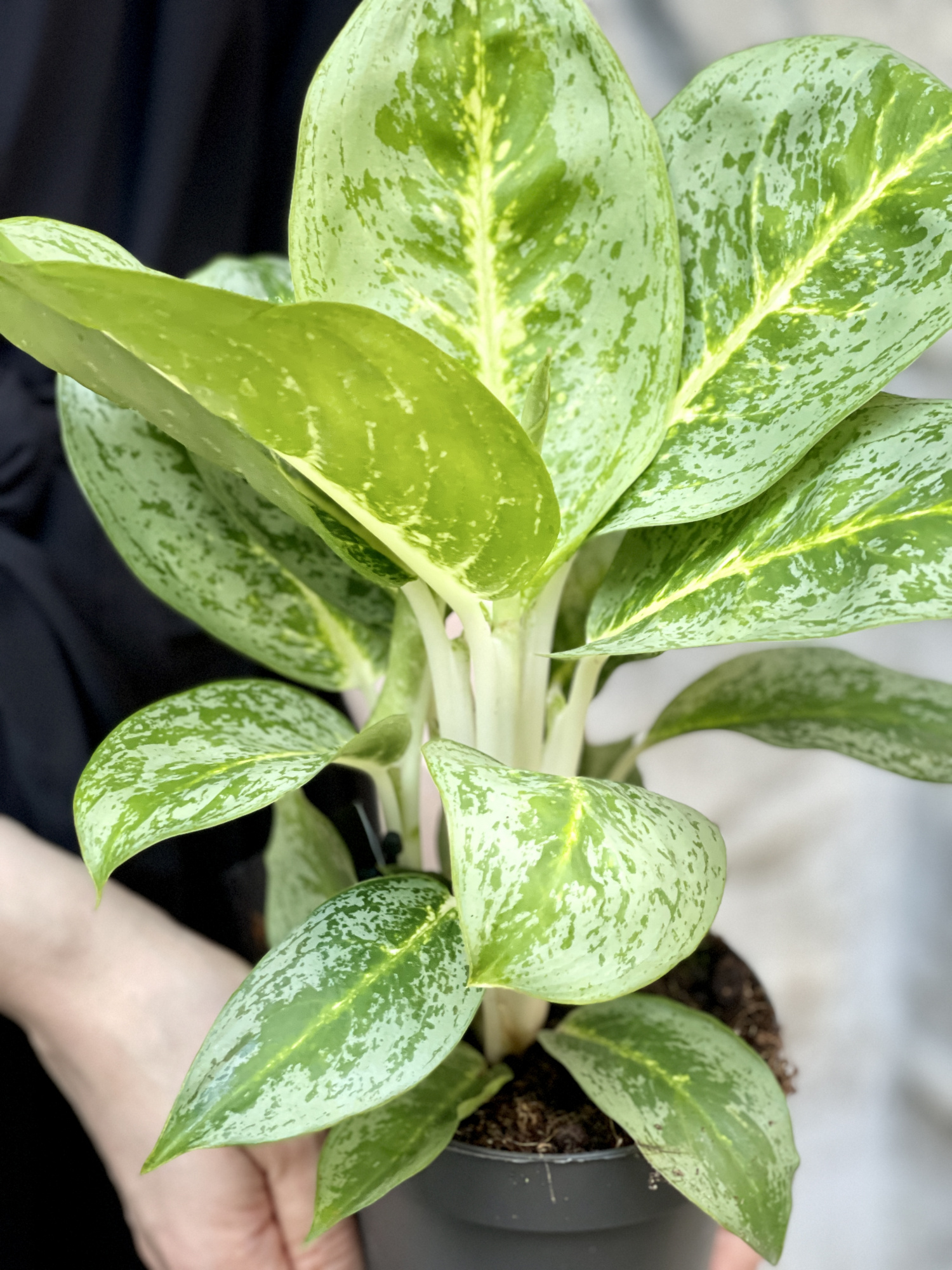 Аглаонема Лемон Минт (Aglaonema Lemon Mint) D12см