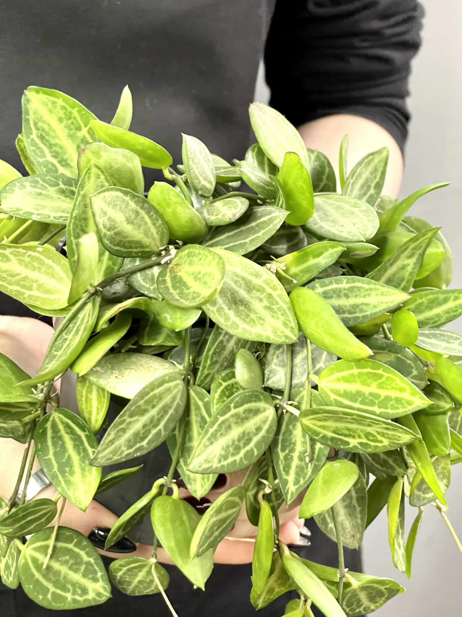 Дисхидия Мелон (Dischidia Ovata Watermelon) D10см