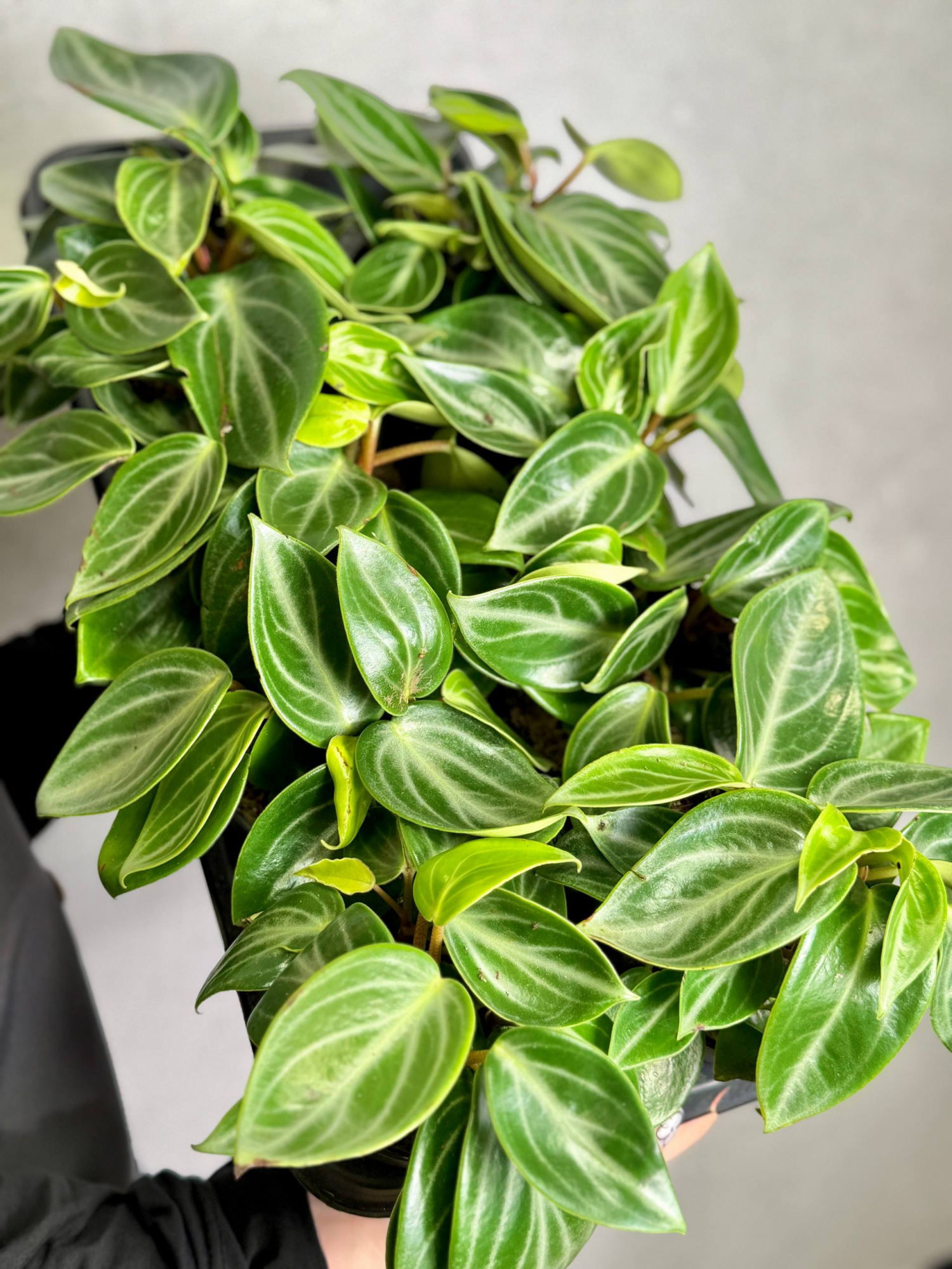 Пеперомия Саркофилла (Peperomia Sarcophylla) D12см